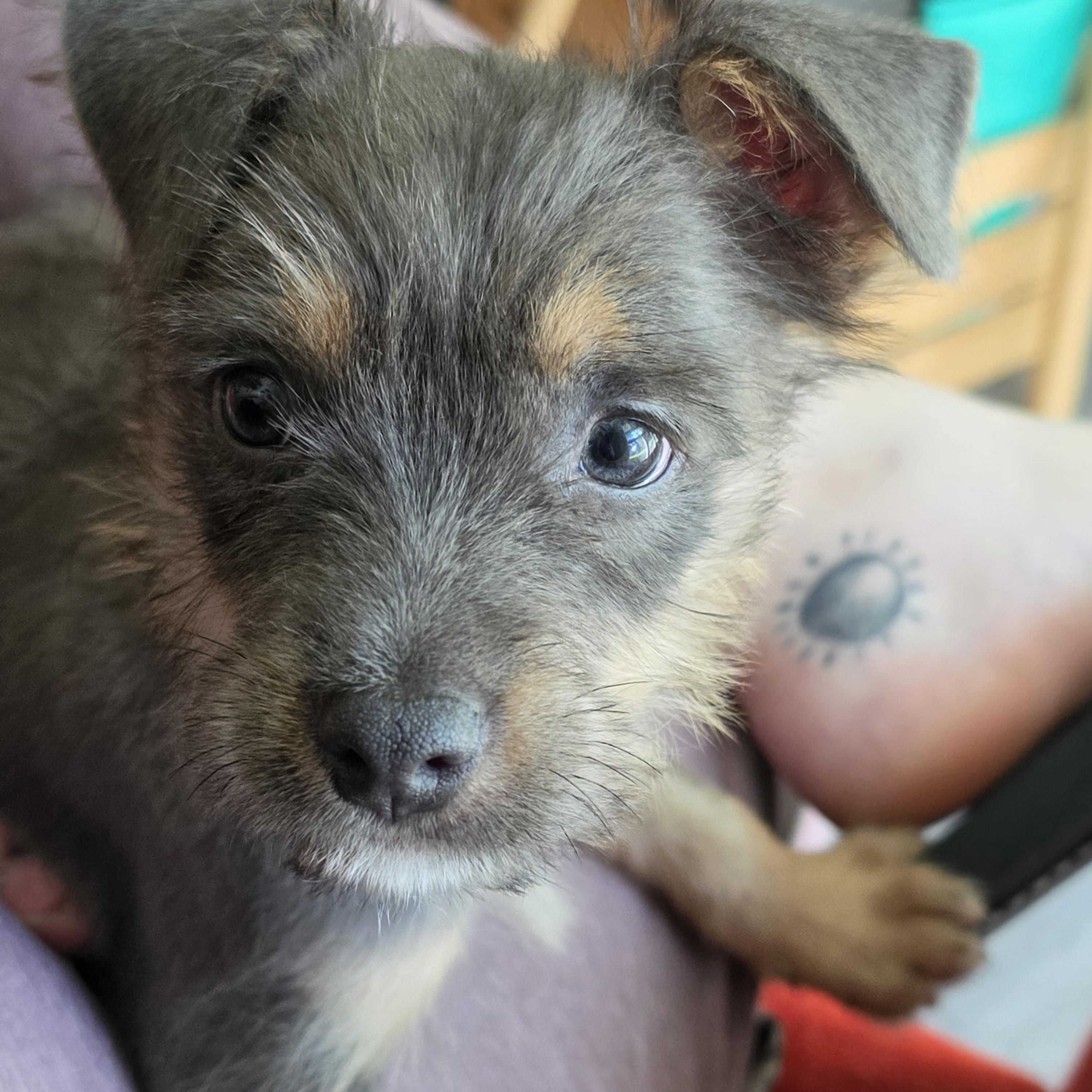 Fuzzy Bear, an adopted mixed breed in Woburn, MA image 1/5