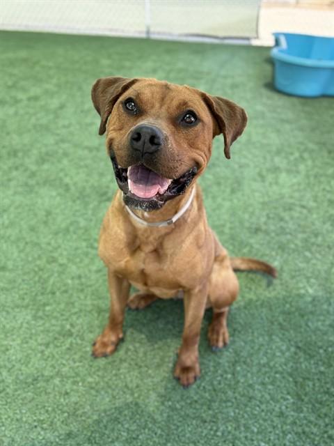 BELLE, Adoptable, Adult Female Pit Bull Terrier & Mixed Breed.