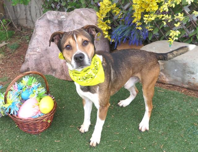 Enlarge OTTO, a Adoptable mixed breed in Oklahoma City, OK image 1/1