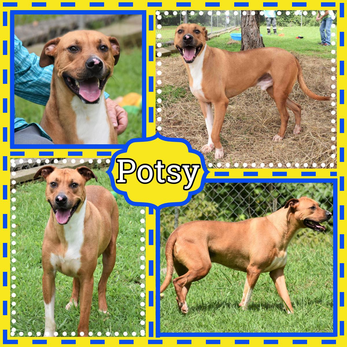 Potsy, Adoptable, Adult Male Labrador Retriever.