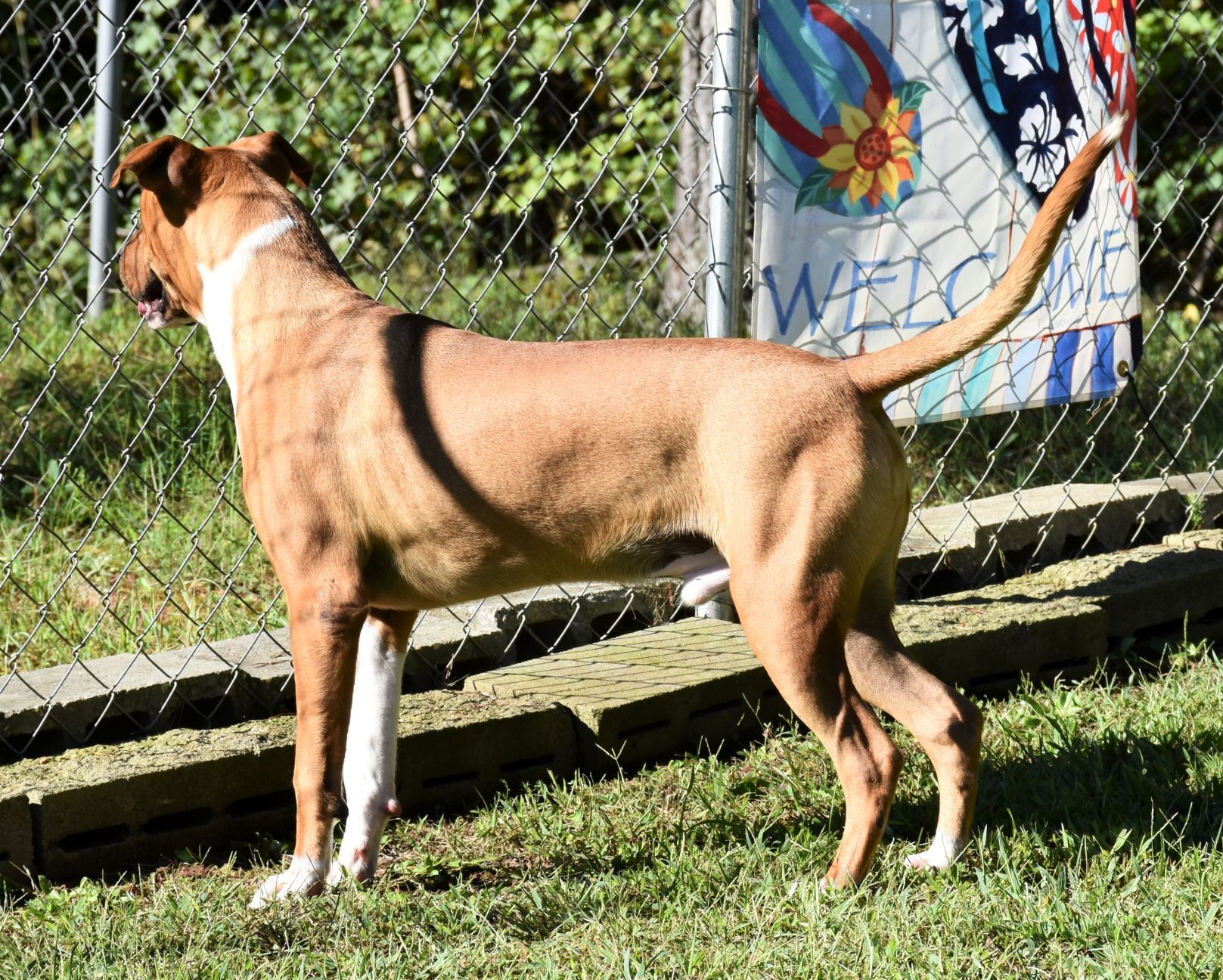 Enlarge Potsy, a Adoptable mixed breed in Wedowee, AL image 2/10