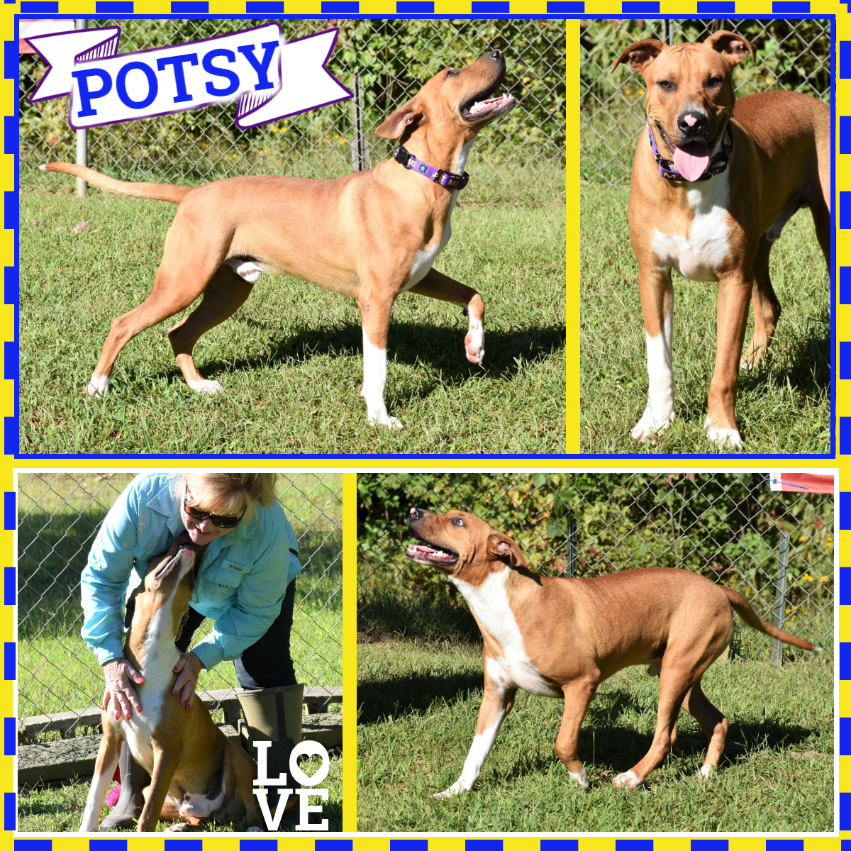 Enlarge Potsy, a Adoptable mixed breed in Wedowee, AL image 3/10