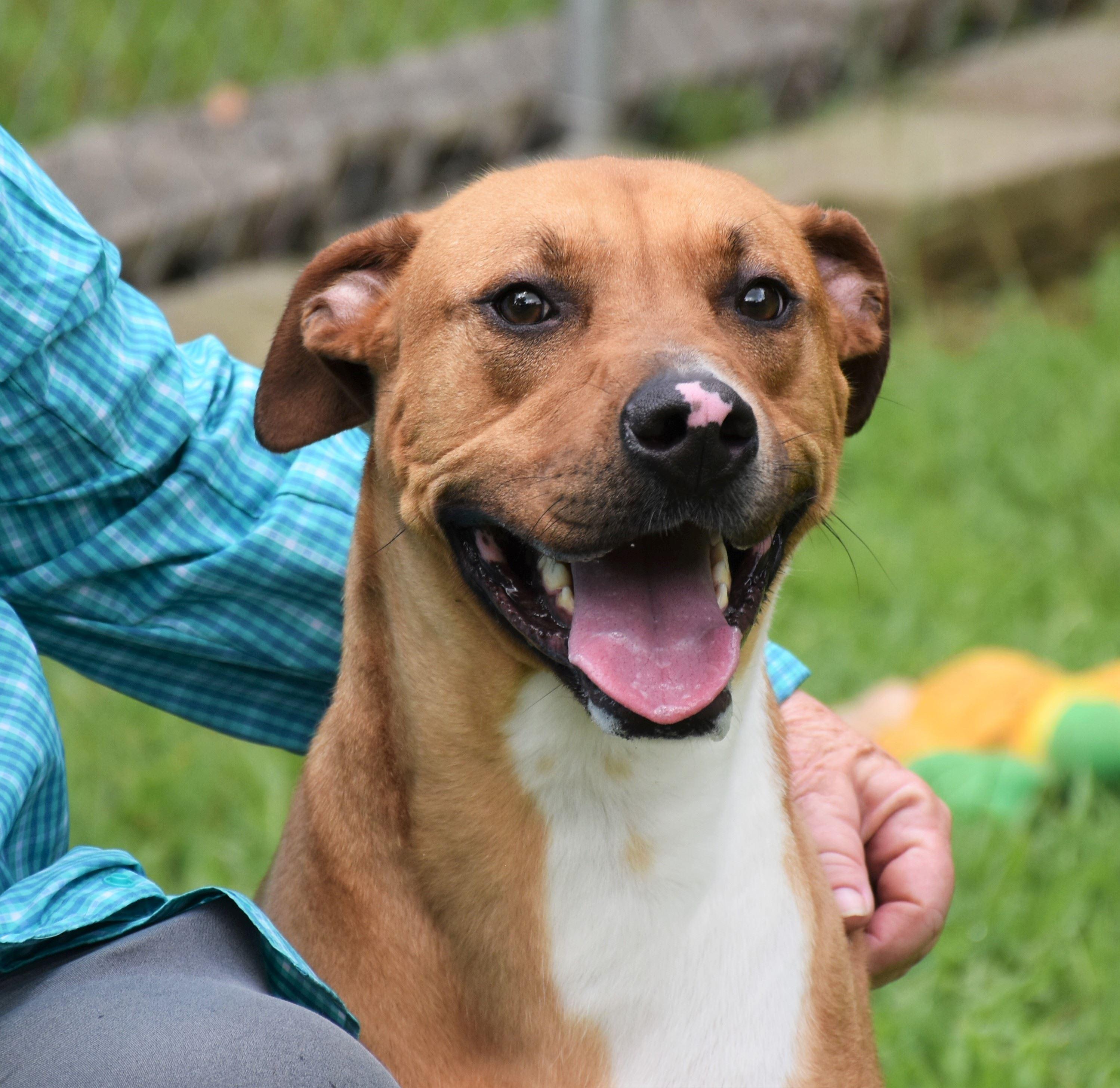Enlarge Potsy, a Adoptable mixed breed in Wedowee, AL image 5/6