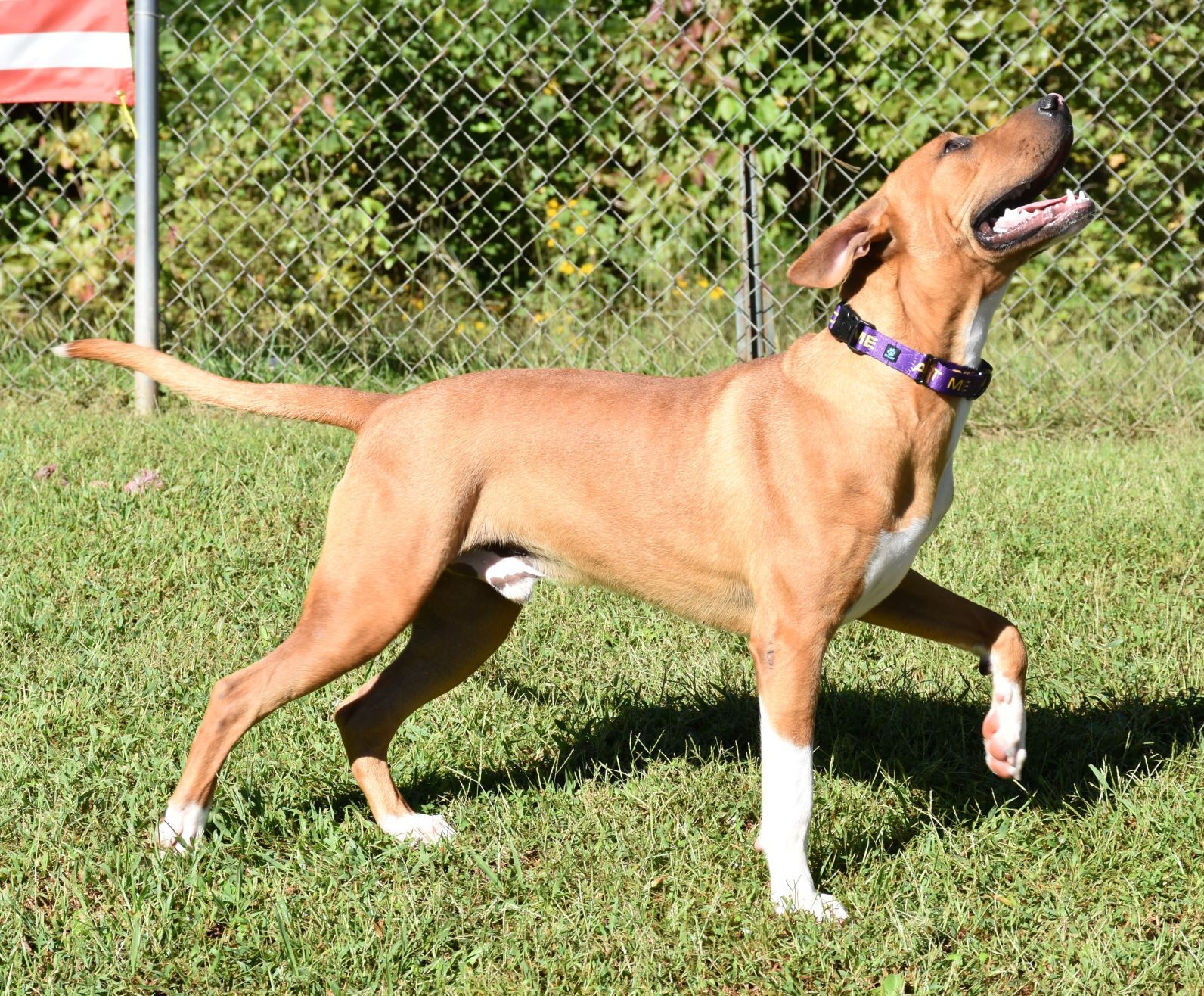 Enlarge Potsy, a Adoptable mixed breed in Wedowee, AL image 4/10