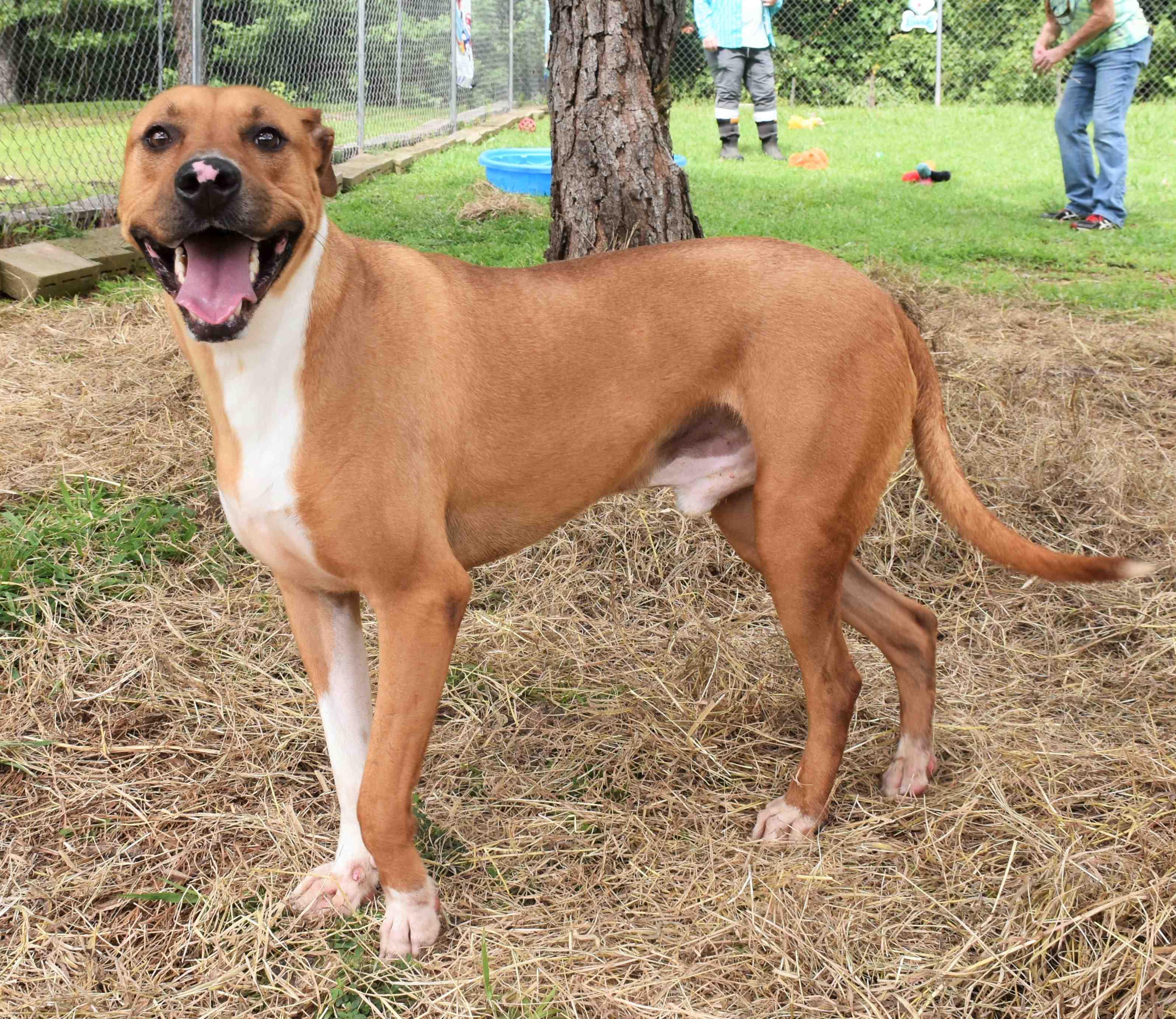 Enlarge Potsy, a Adoptable mixed breed in Wedowee, AL image 6/6