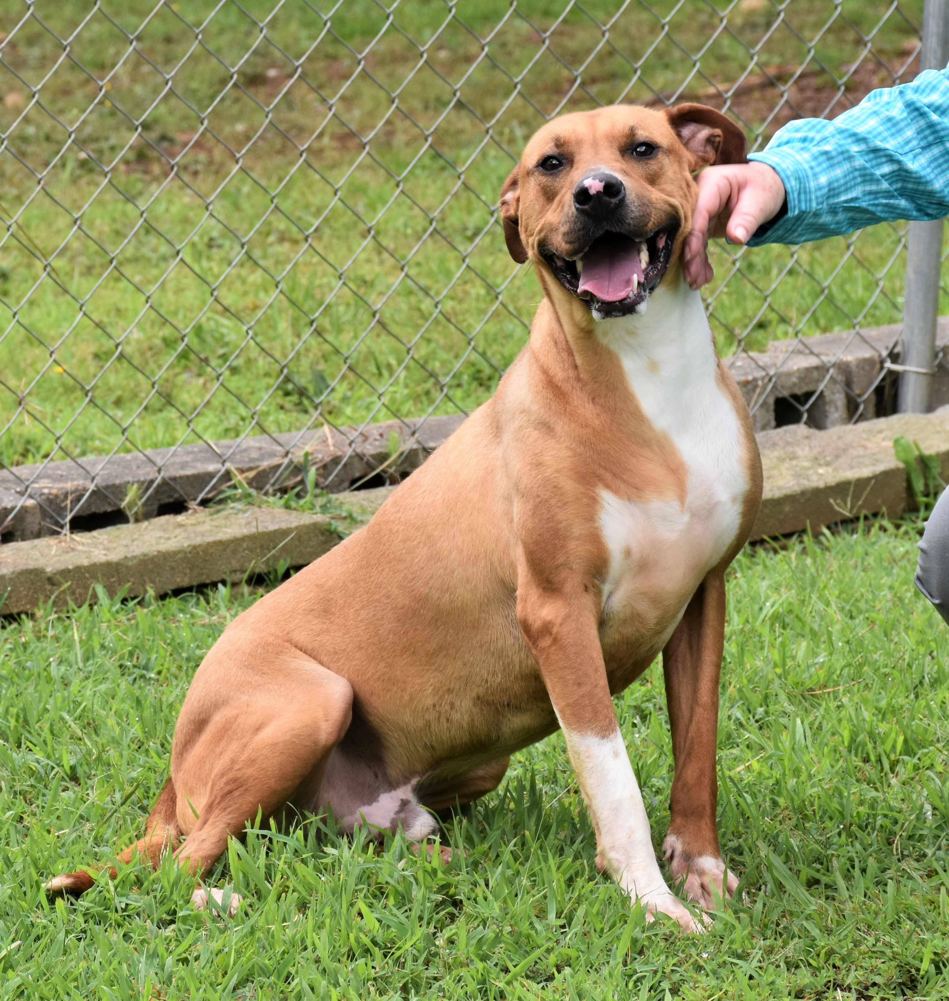 Enlarge Potsy, a Adoptable mixed breed in Wedowee, AL image 4/6