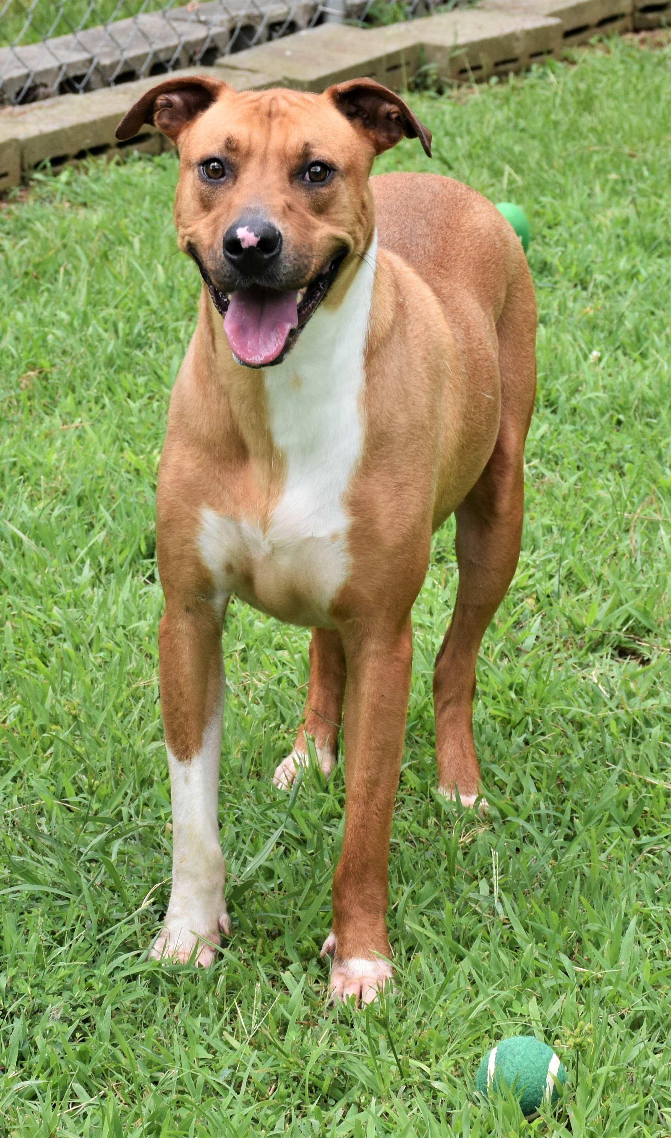 Enlarge Potsy, a Adoptable mixed breed in Wedowee, AL image 2/6