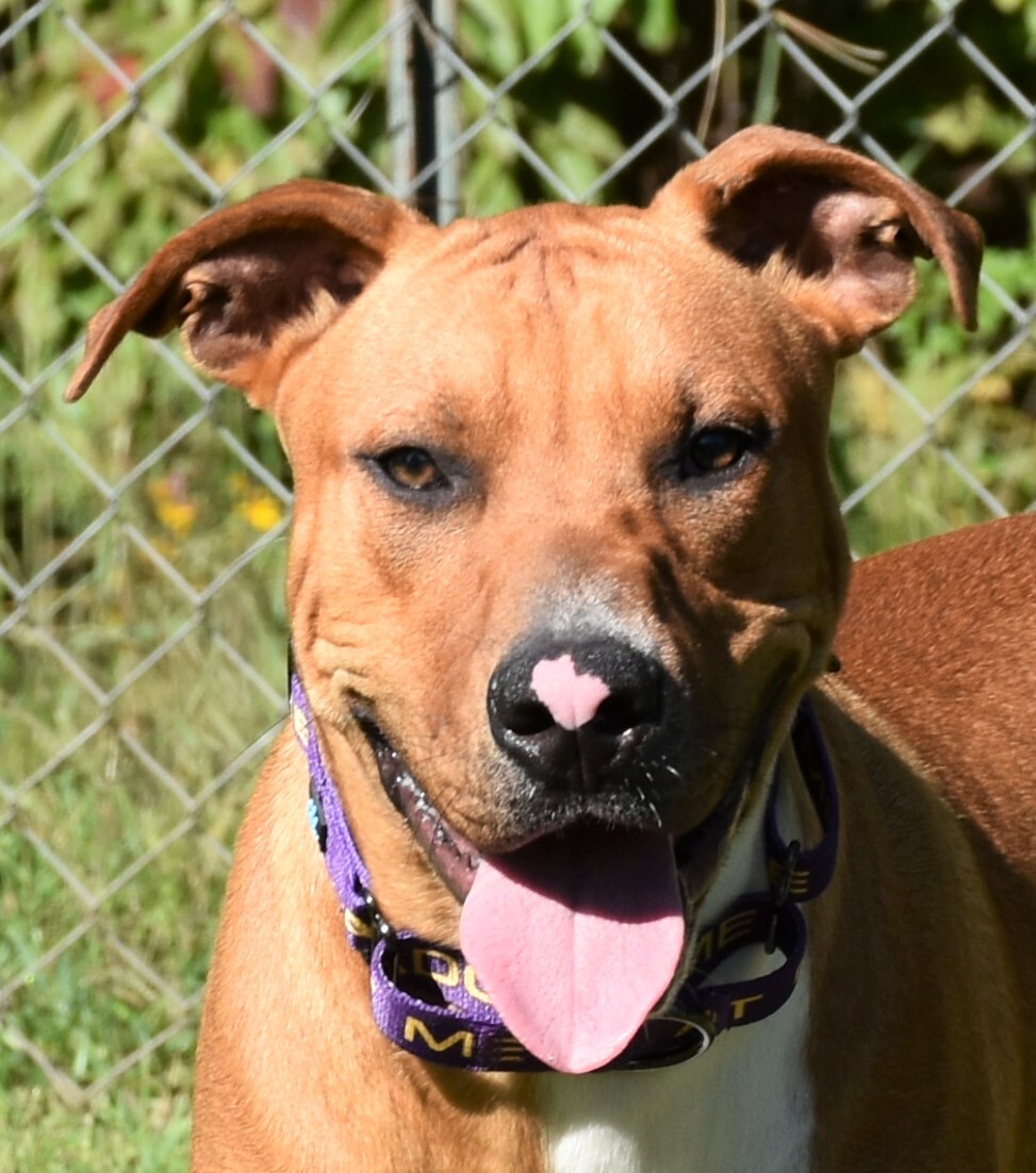 Enlarge Potsy, a Adoptable mixed breed in Wedowee, AL image 5/10