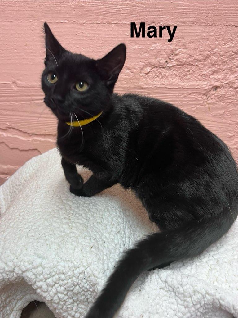 Mary, ADOPTABLE, Kitten Female Domestic Short Hair.