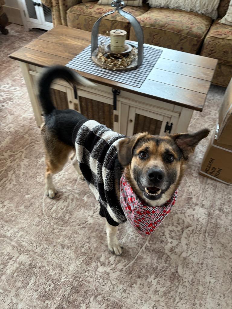 Enlarge Augie, a Adoptable mixed breed in Gloversville, NY image 1/6