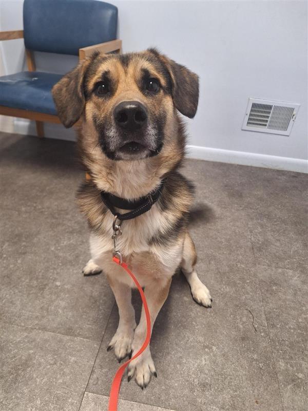 Enlarge Augie, a Adoptable mixed breed in Gloversville, NY image 2/6