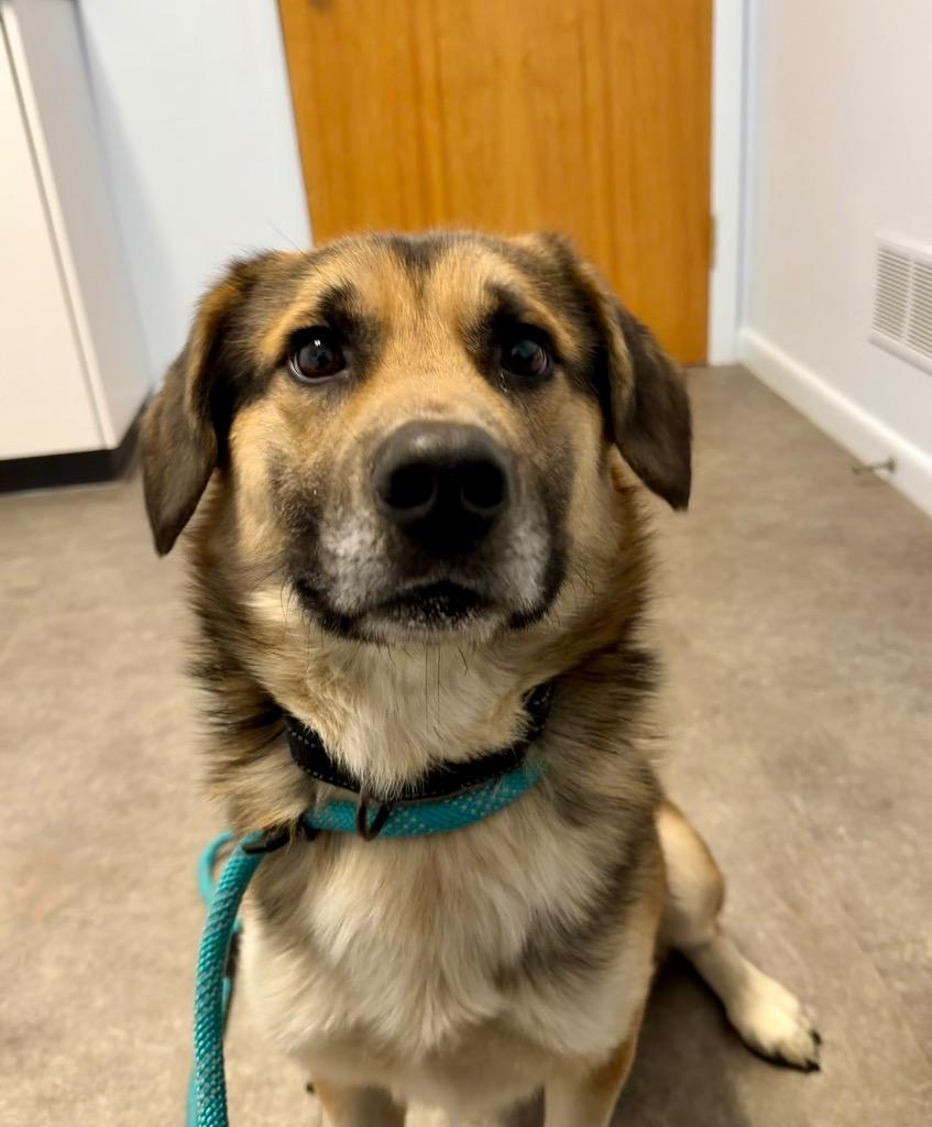 Enlarge Augie, a Adoptable mixed breed in Gloversville, NY image 3/6