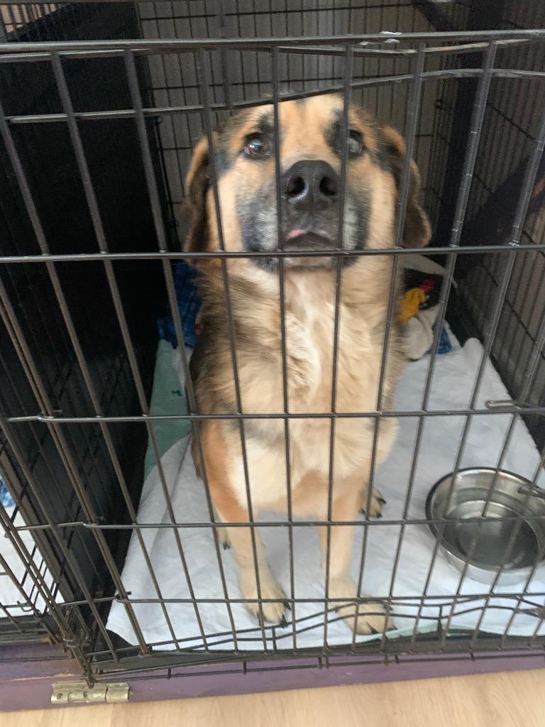 Enlarge Augie, a Adoptable mixed breed in Gloversville, NY image 6/6