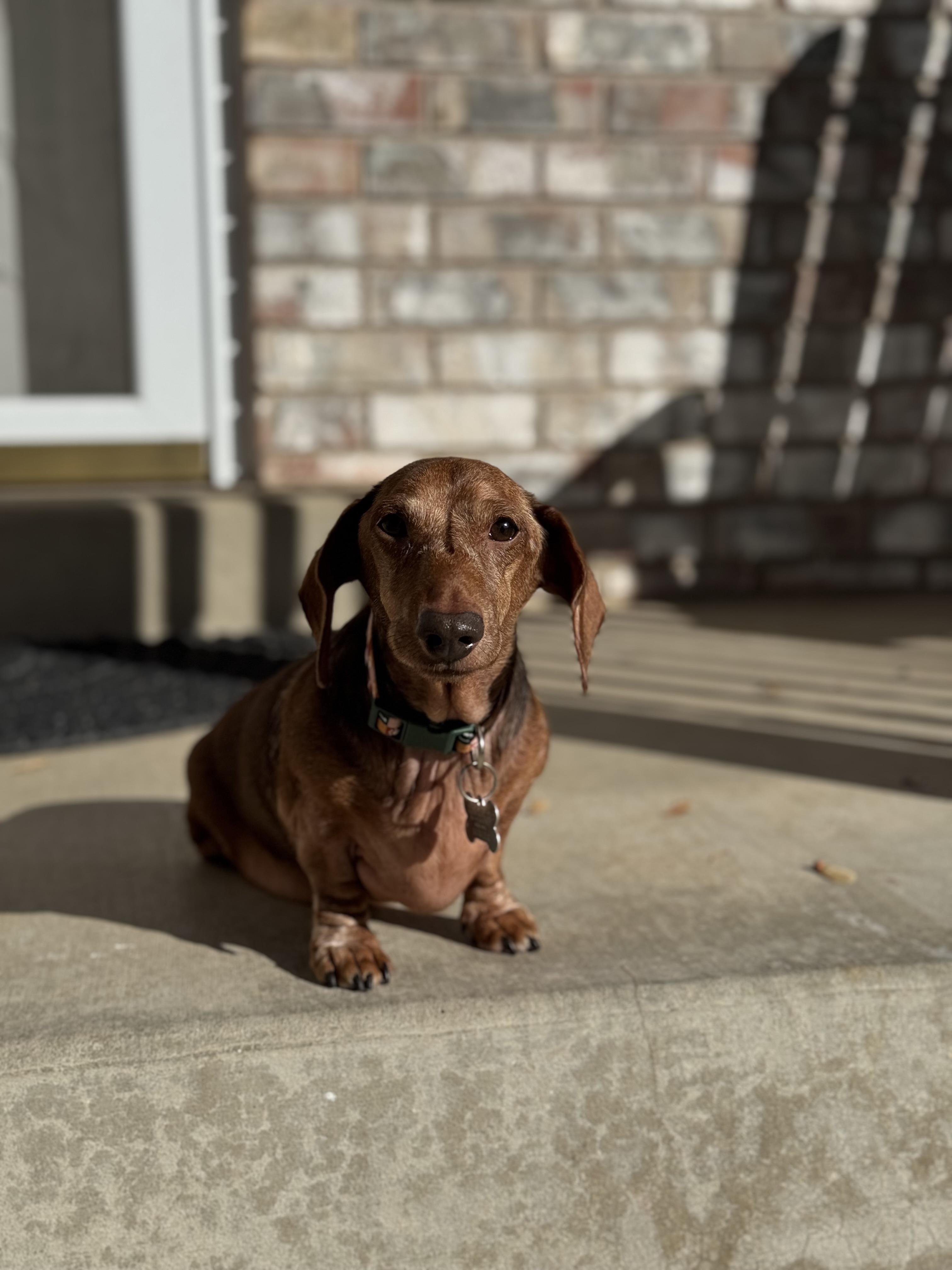 Enlarge Ajax, an adopted Dachshund in Salt Lake City, UT image 1/2