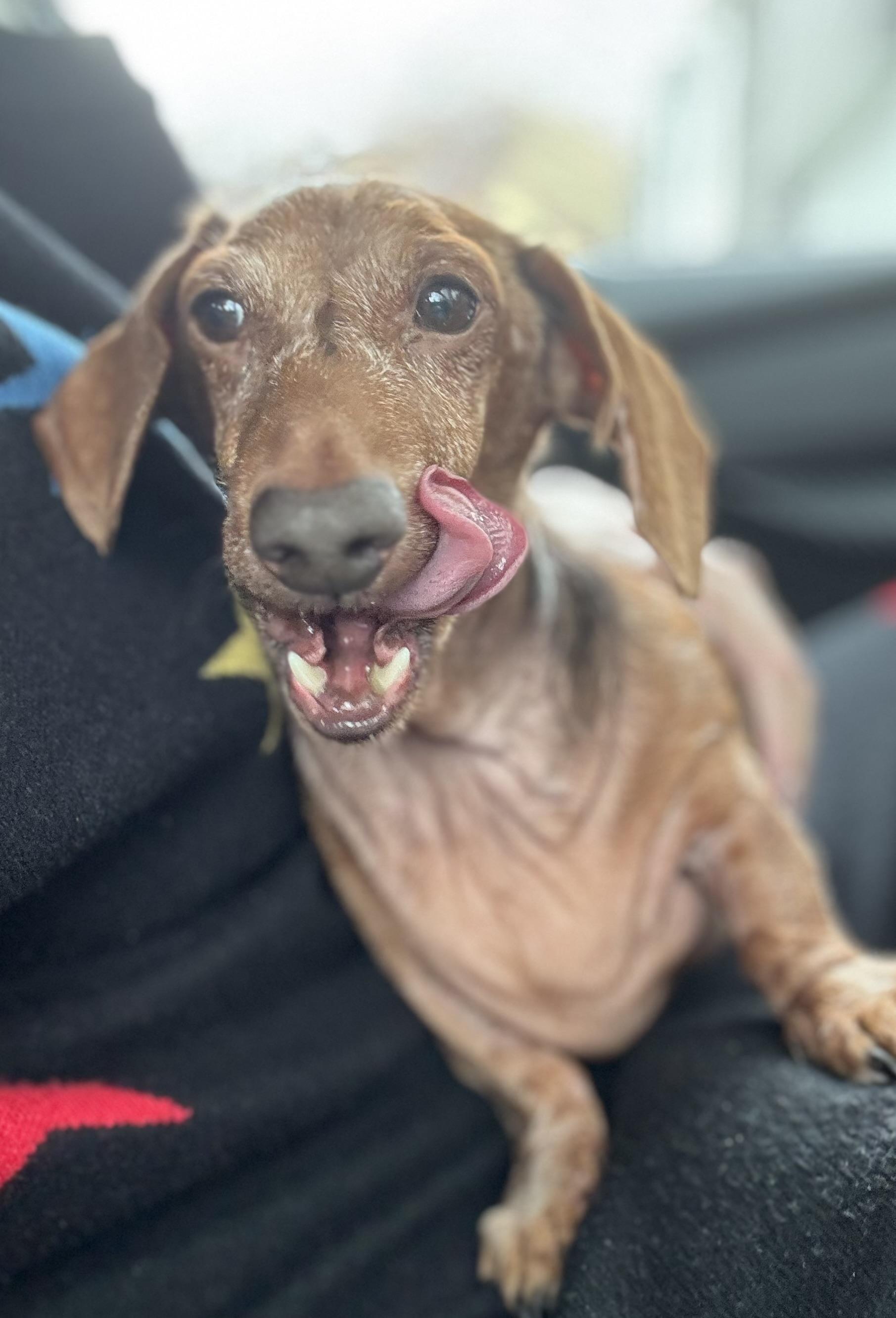 Enlarge Ajax, an adopted Dachshund in Salt Lake City, UT image 2/2