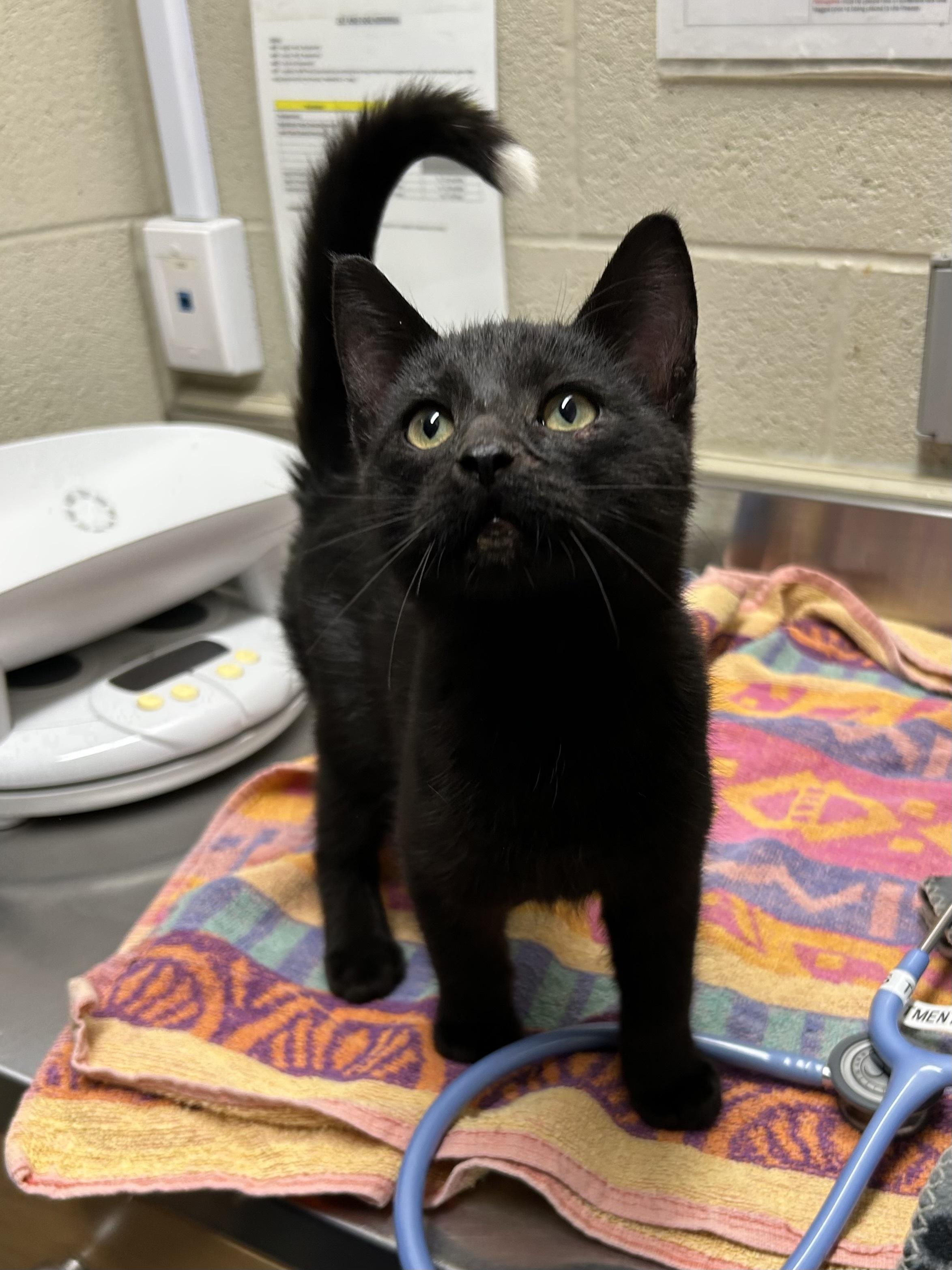 Umbreon, adopted, Kitten Male Domestic Short Hair.