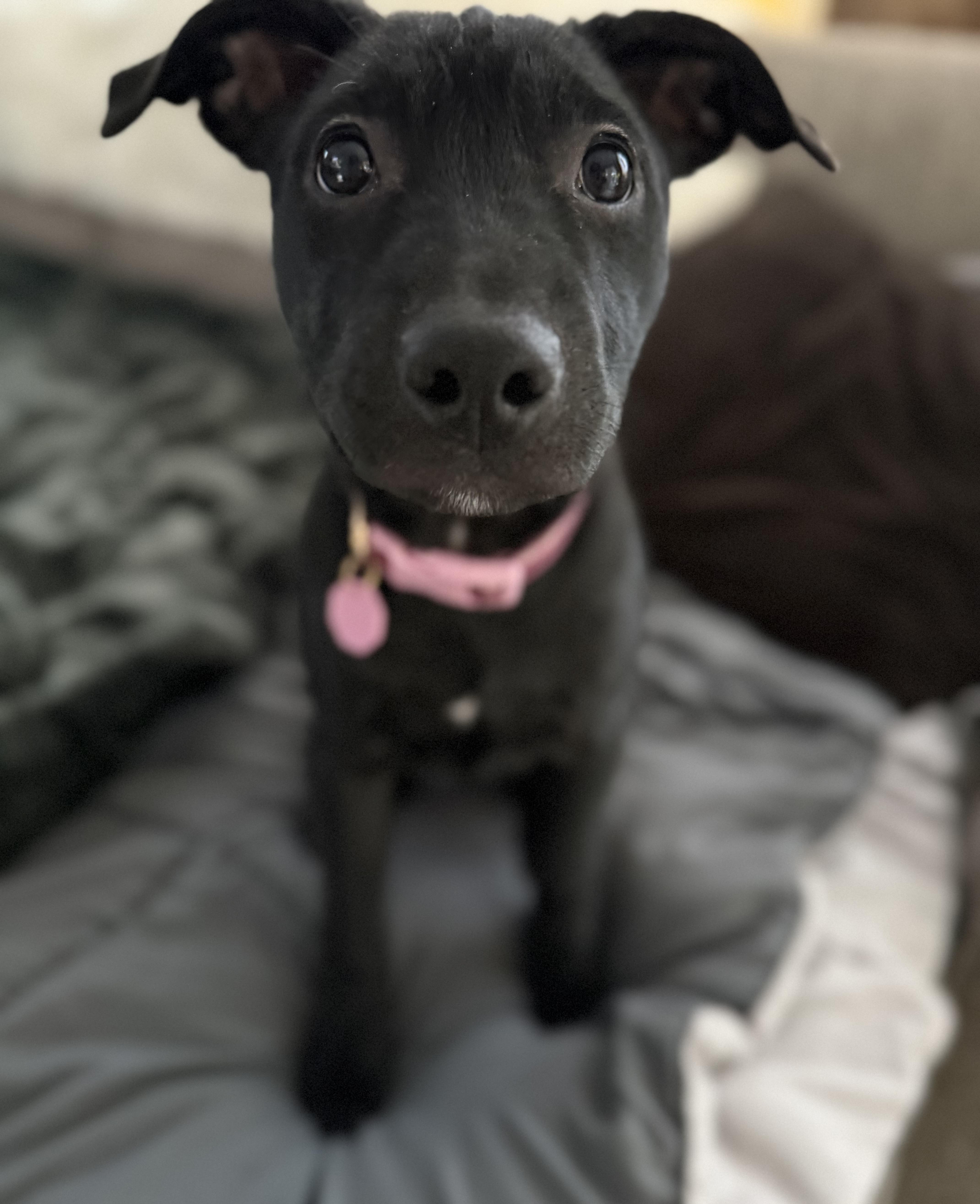 Enlarge Aurora , a Adoptable mixed breed in Providence, RI image 5/6