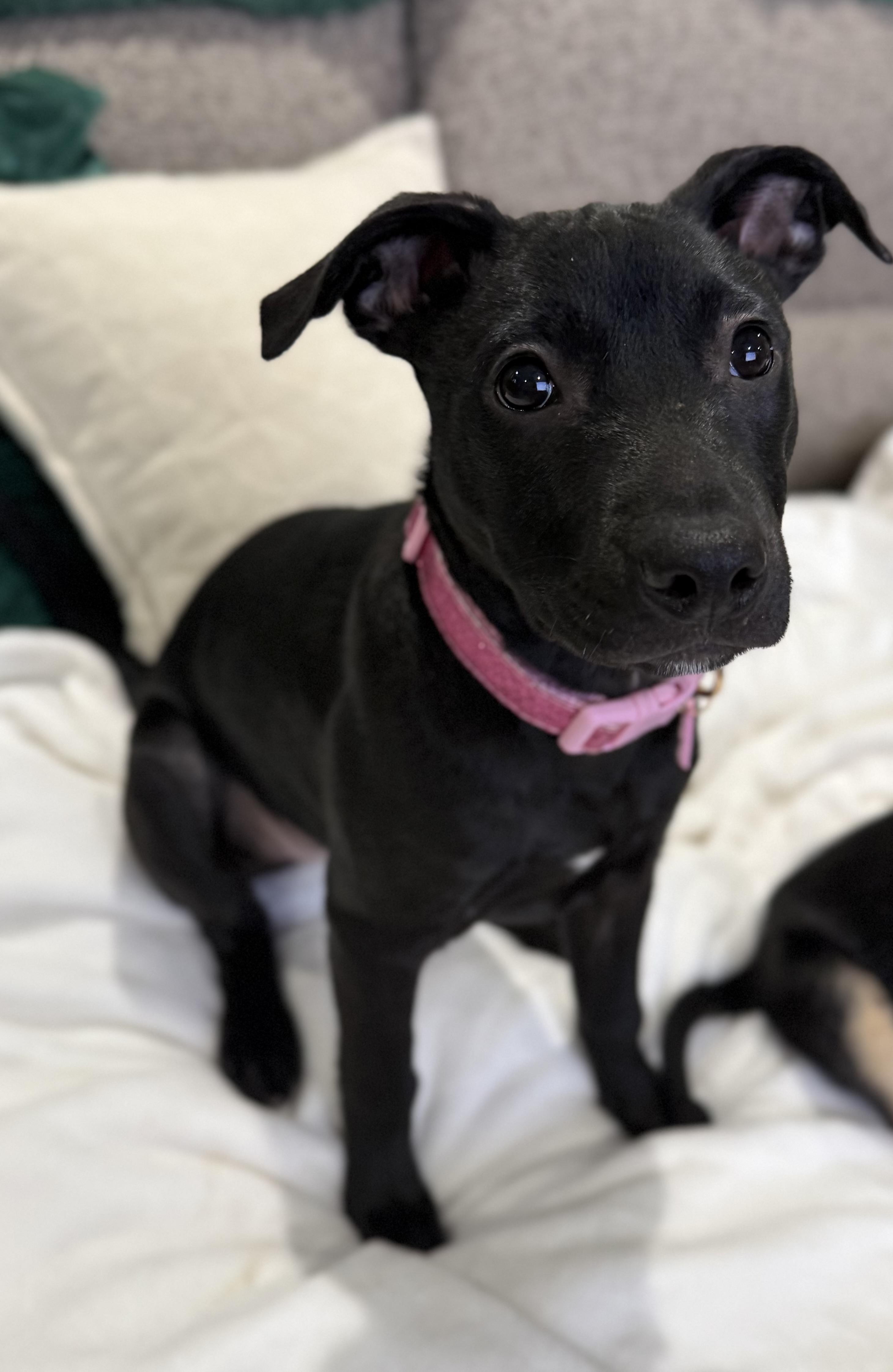 Enlarge Aurora , a Adoptable mixed breed in Providence, RI image 2/6