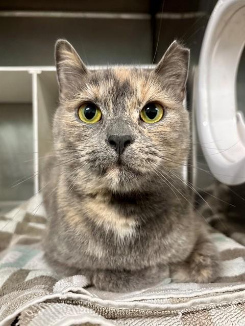 Enlarge BRIDGET, a Adoptable Domestic Short Hair in York, SC image 1/1