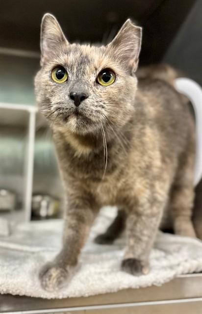 BRIDGET, Adoptable, Young Female Domestic Short Hair.
