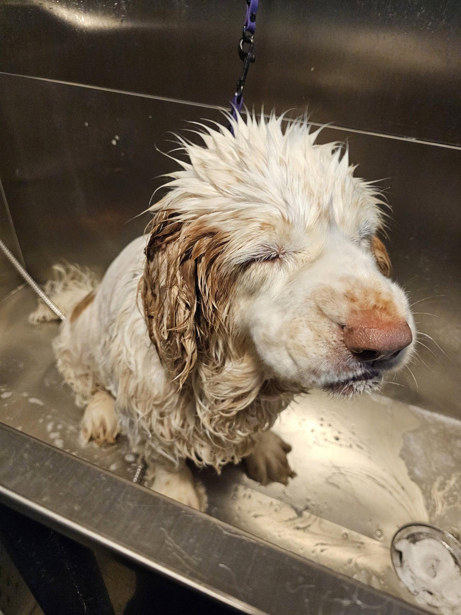 Enlarge Phoebe, a Adoptable Clumber Spaniel in Mukwonago, WI image 1/3