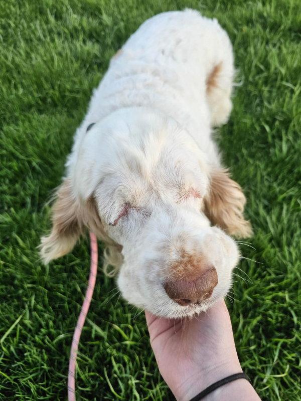 Enlarge Phoebe, a Adoptable Clumber Spaniel in Mukwonago, WI image 2/3