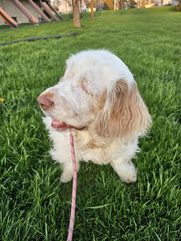 Enlarge Phoebe, a Adoptable Clumber Spaniel in Mukwonago, WI image 3/3