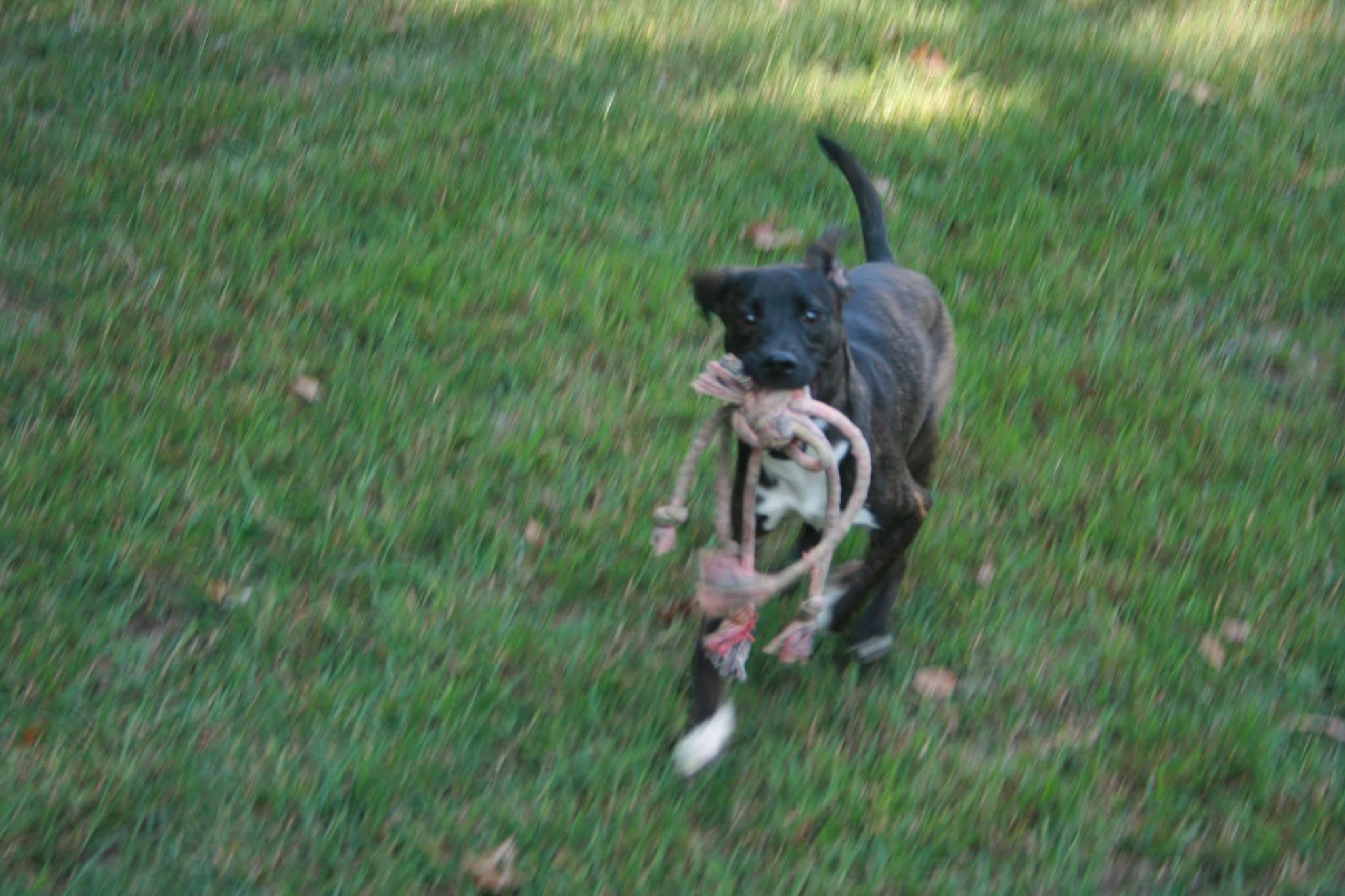 Deputy Johnathan, Adoptable, Puppy Male Mixed Breed.