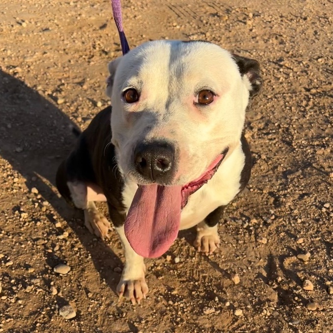 Pippin, Adult Female Pit Bull Terrier
