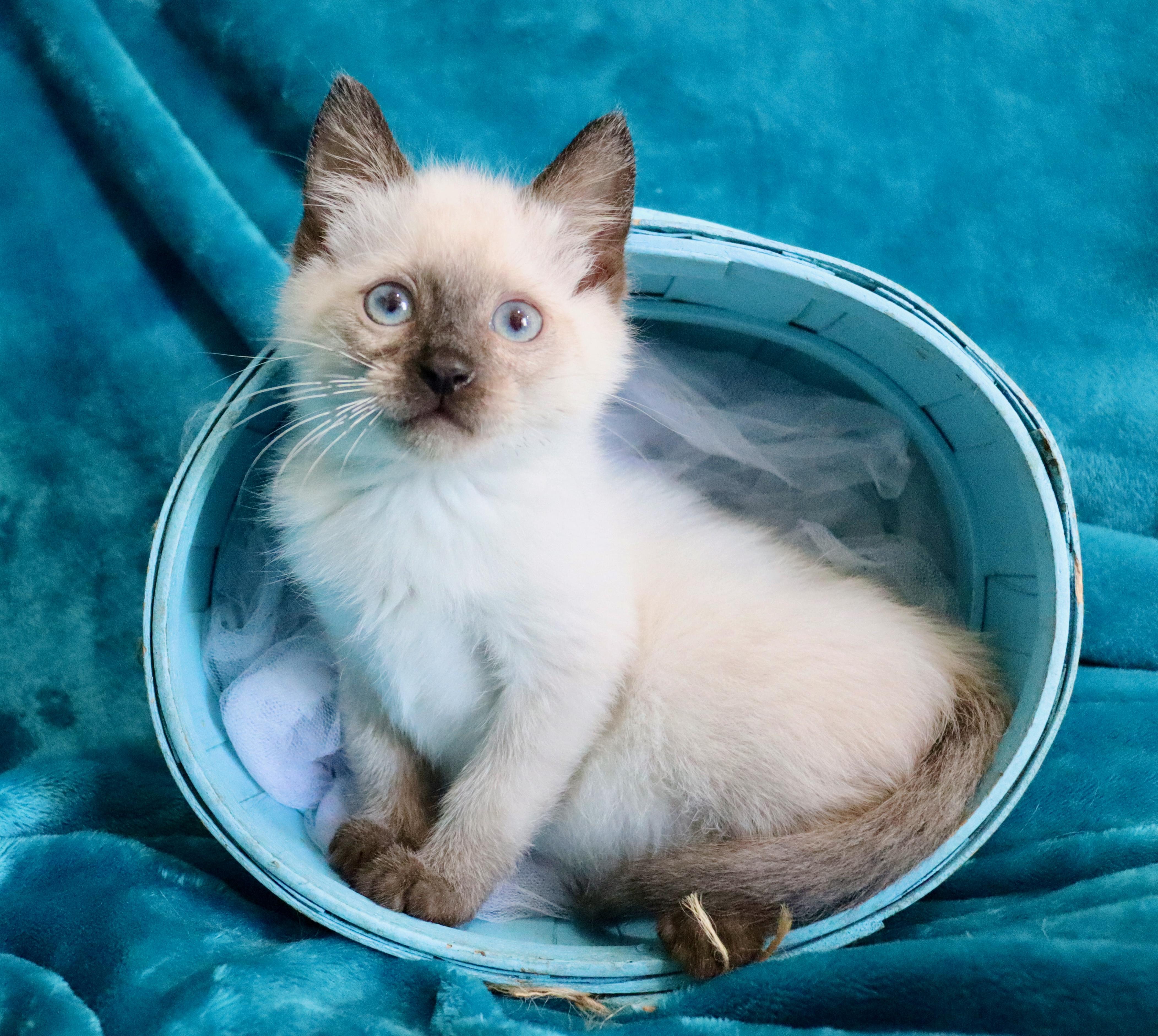 Jester, an adopted mixed breed in Saint Augustine, FL image 3/6