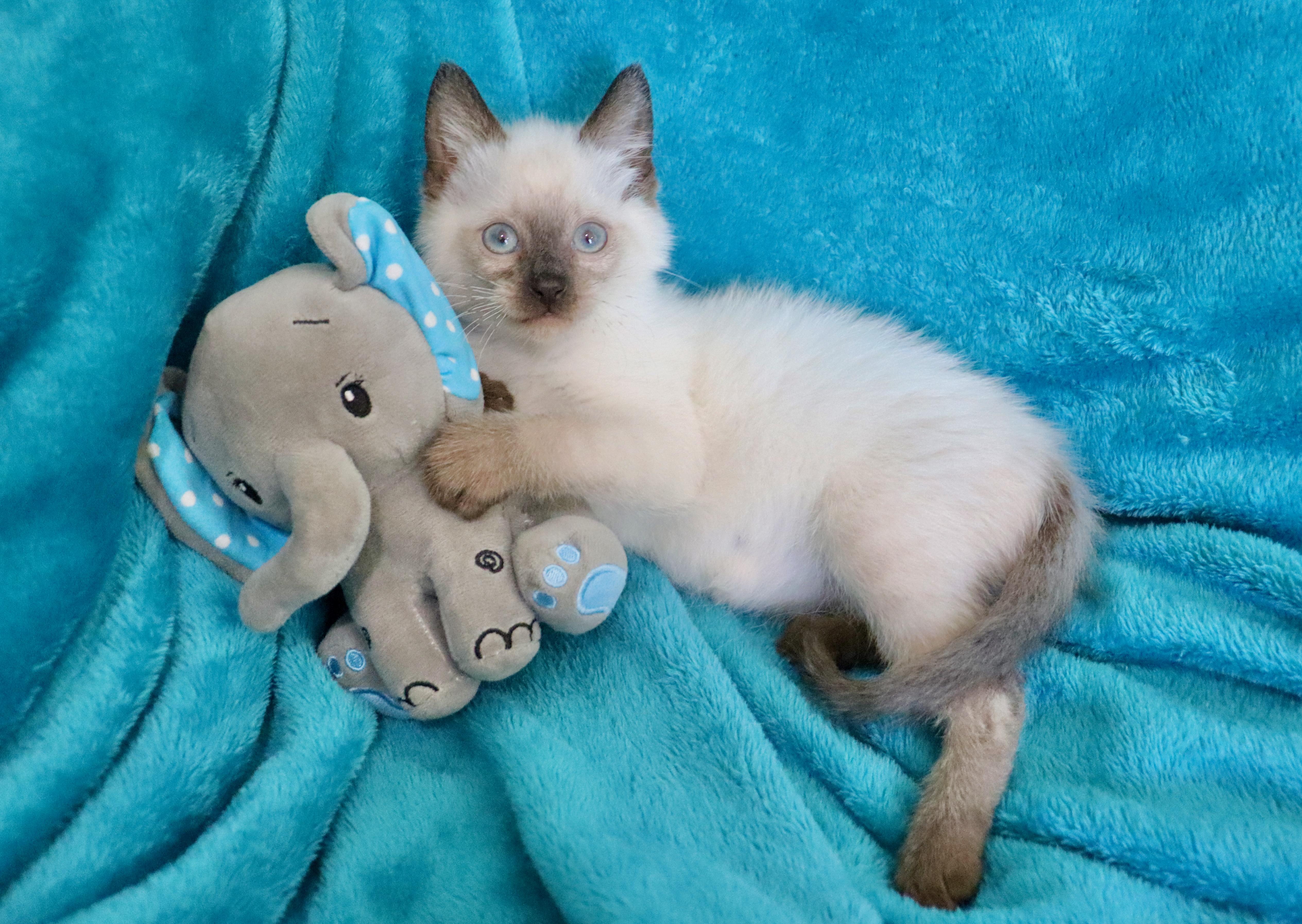 Jester, an adopted mixed breed in Saint Augustine, FL image 5/6