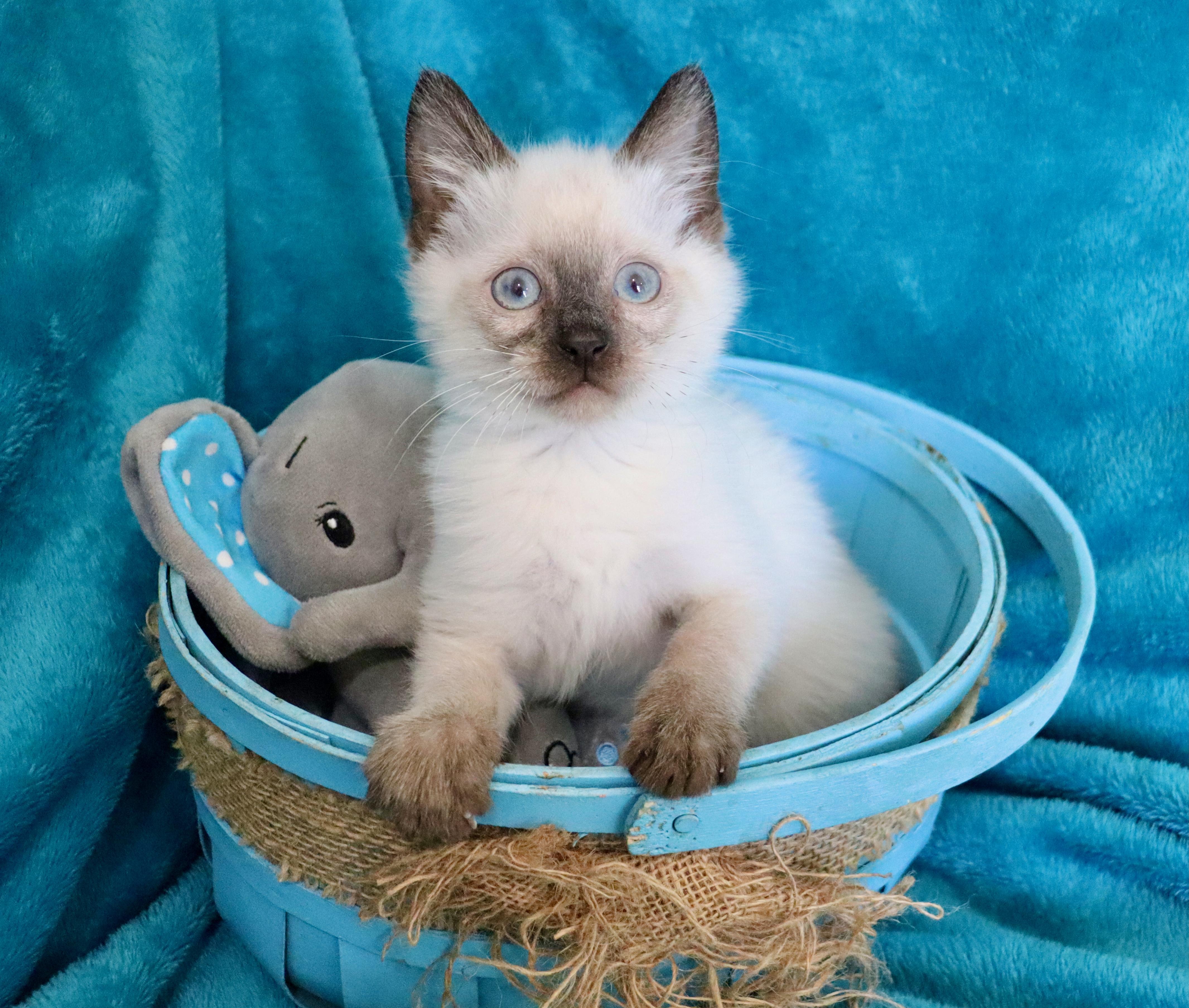 Jester, an adopted mixed breed in Saint Augustine, FL image 6/6