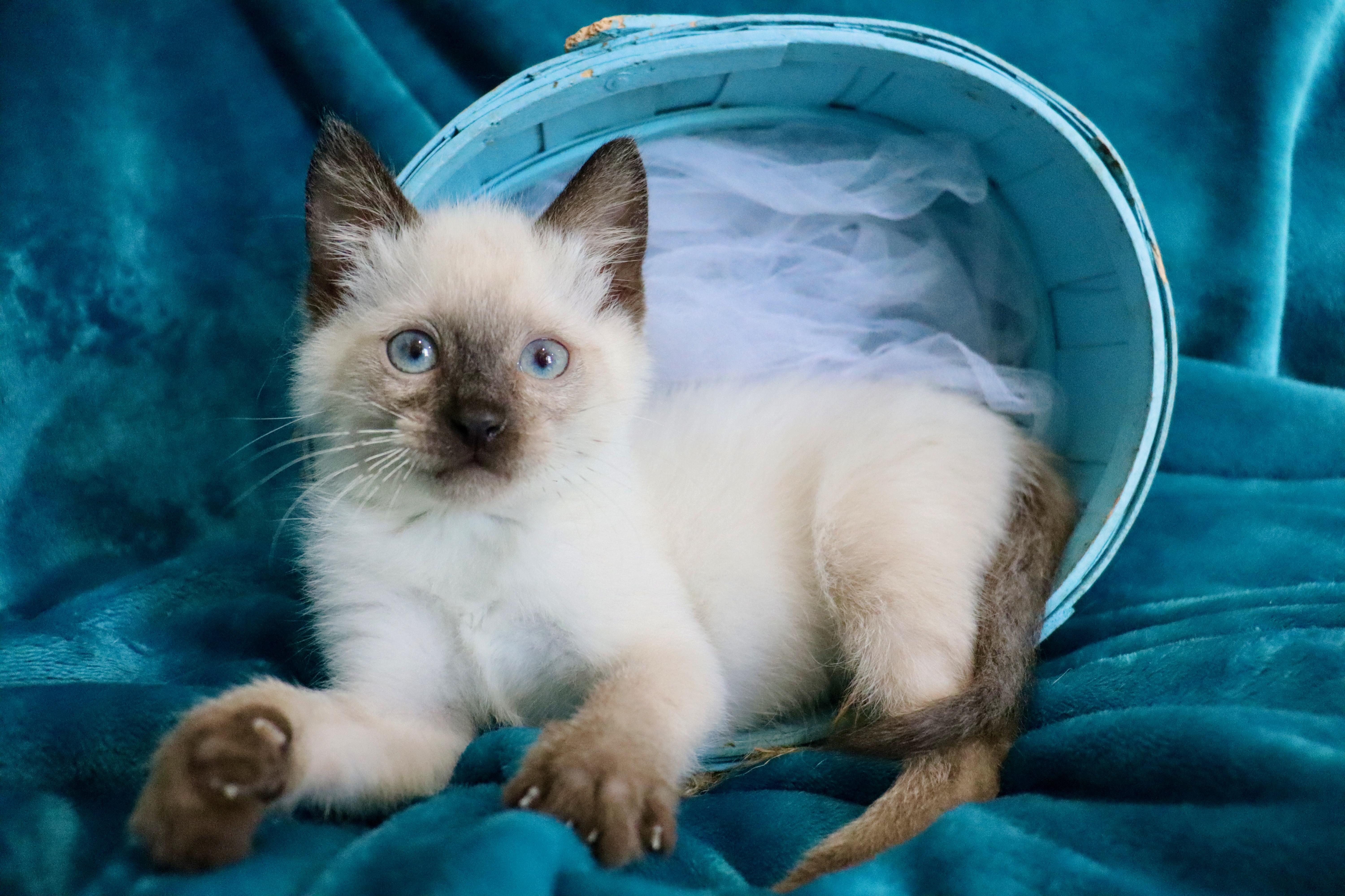 Jester, adopted, Kitten Male Siamese.