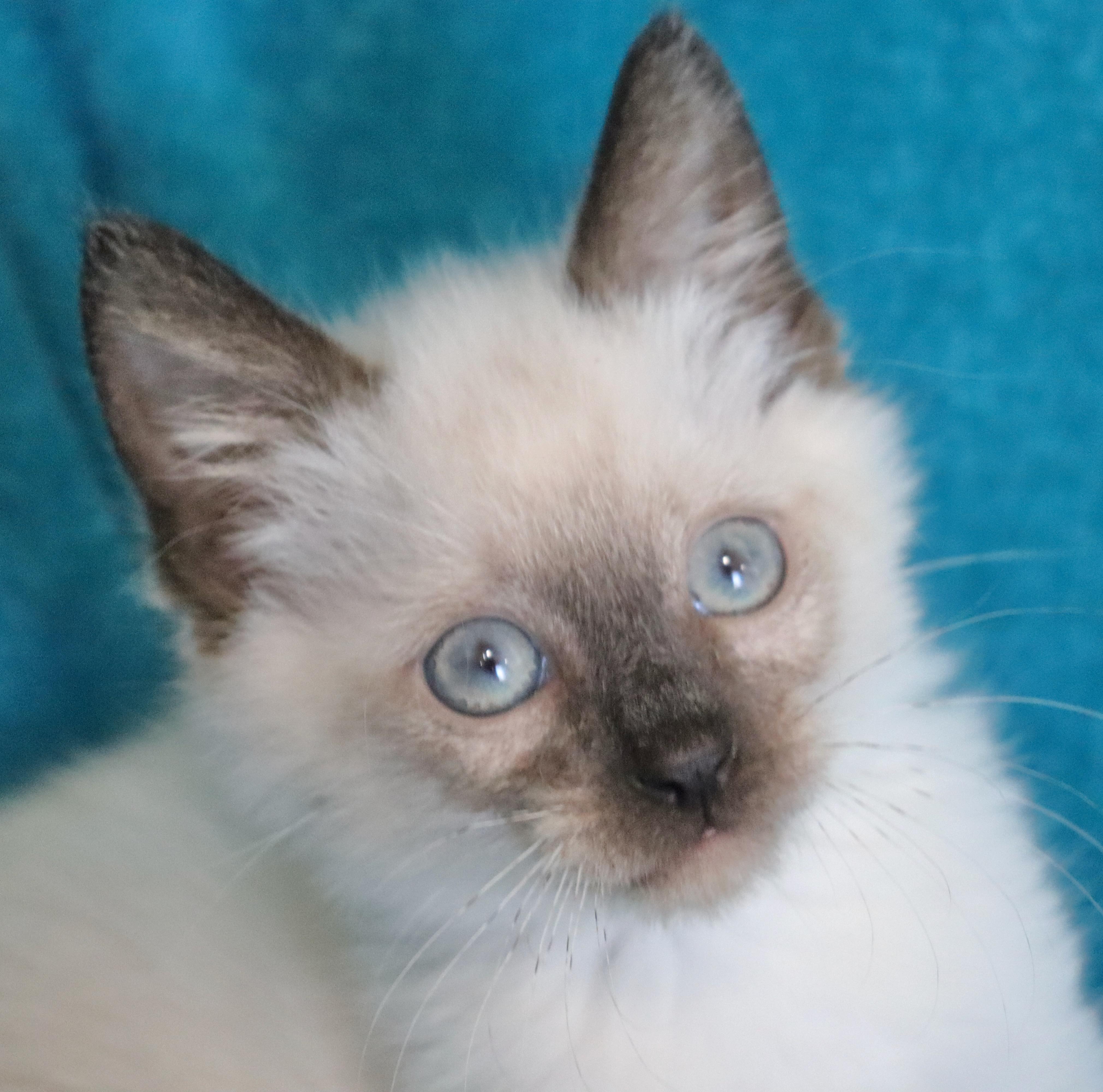 Jester, an adopted mixed breed in Saint Augustine, FL image 4/6