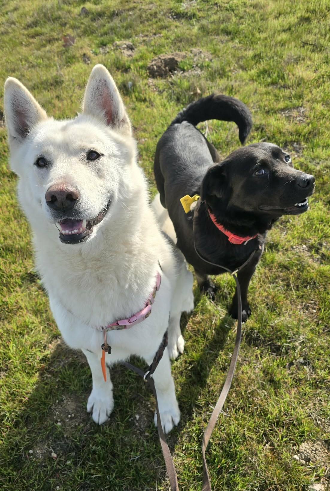 Enlarge Ren, a ADOPTABLE mixed breed in Othello, WA image 5/5