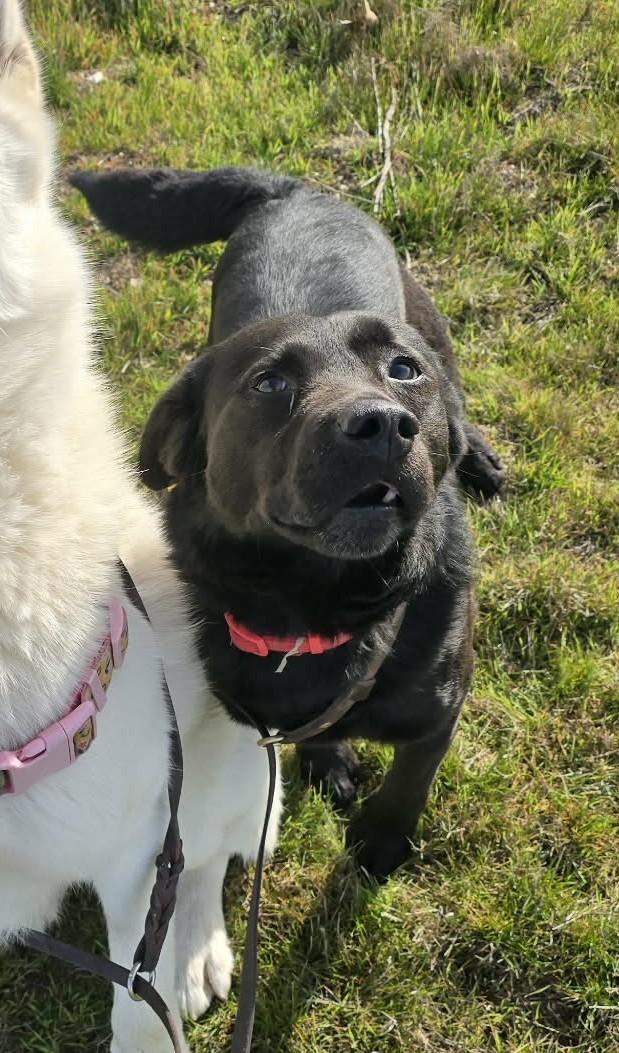 Enlarge Ren, a ADOPTABLE mixed breed in Othello, WA image 4/5