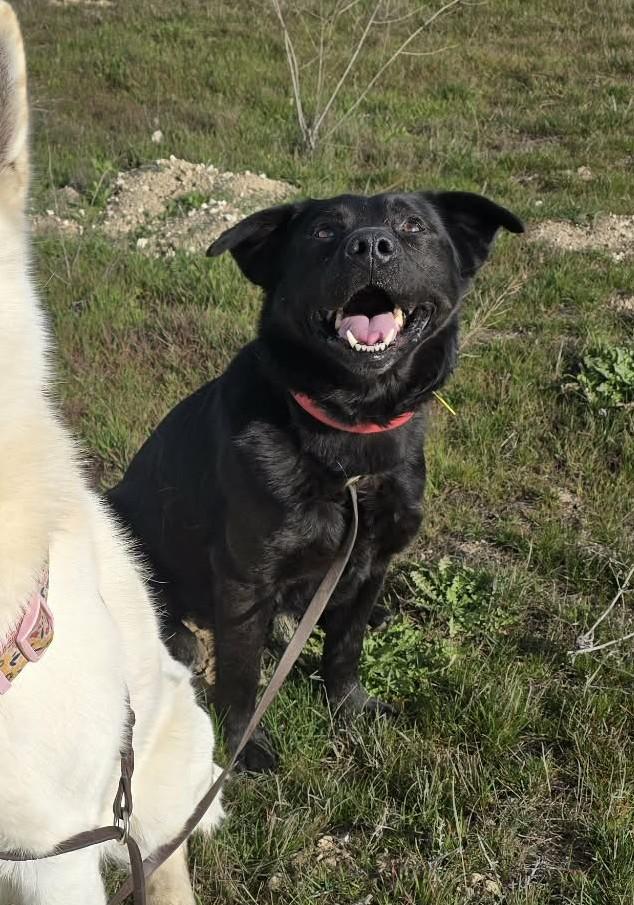 Enlarge Ren, a ADOPTABLE mixed breed in Othello, WA image 2/5