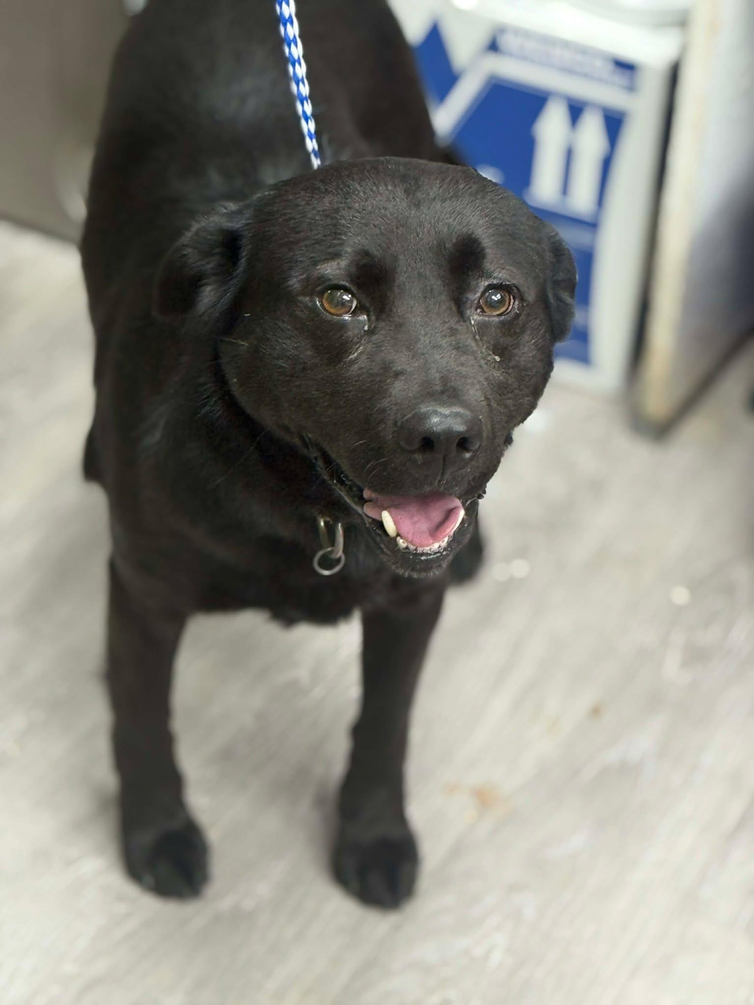 Enlarge Ren, a ADOPTABLE mixed breed in Othello, WA image 3/5