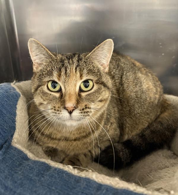 Enlarge Mama, a Adoptable mixed breed in Sioux City, IA image 1/6