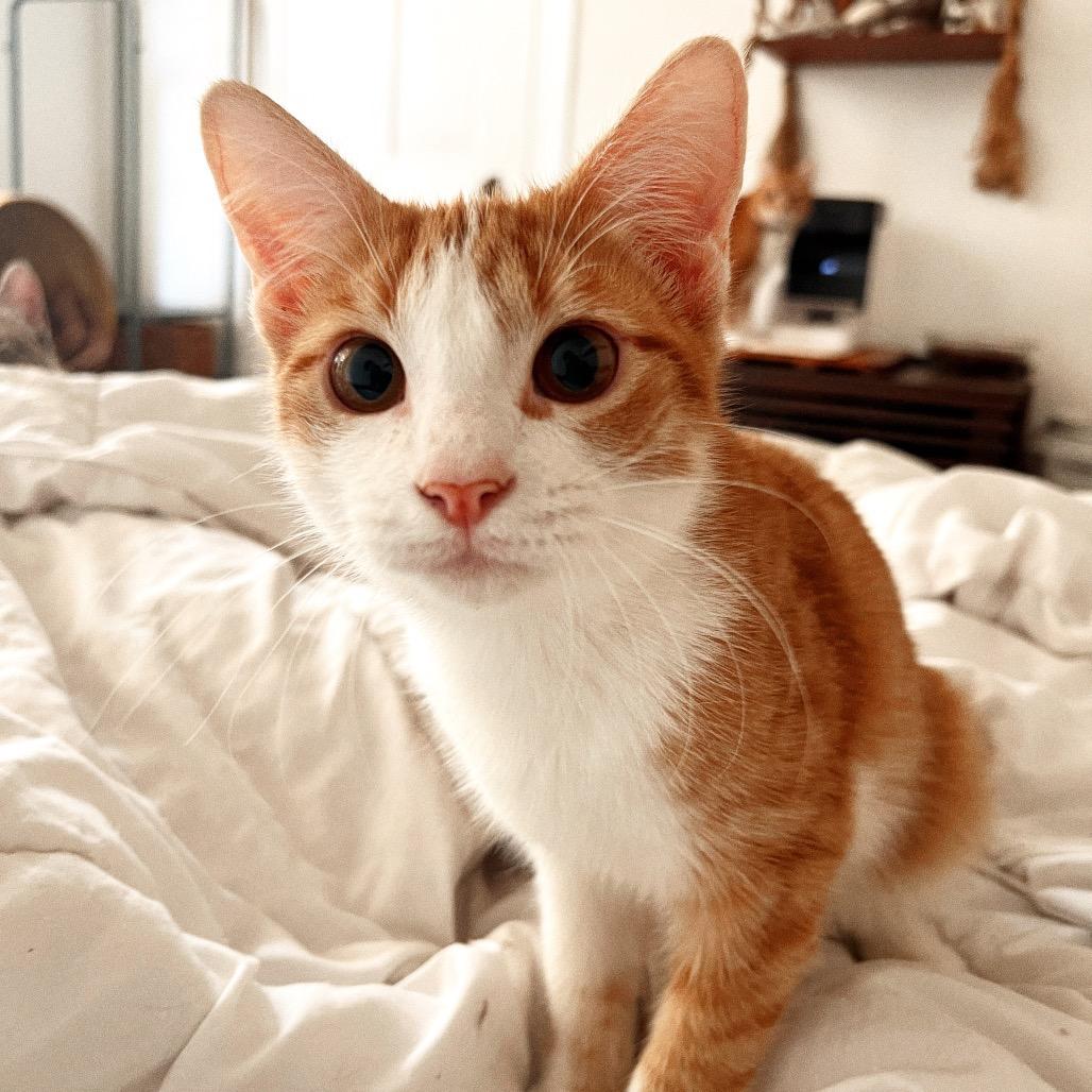 Enlarge BEETLE, a Adoptable Domestic Short Hair in San Antonio, TX image 3/4