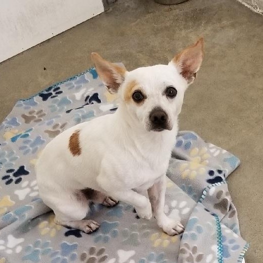 PEABODY, Adoptable, Adult Male Chihuahua.