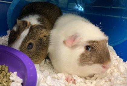 Enlarge Funky, a Adoptable Guinea Pig in Everett, WA image 1/1