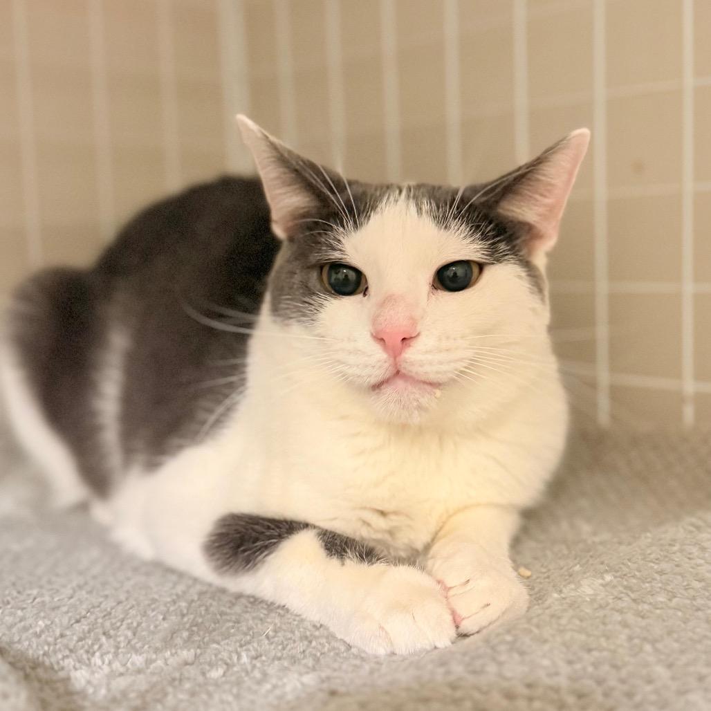 Enlarge Mr. Golly, a Adoptable Domestic Short Hair in Kenosha, WI image 4/6