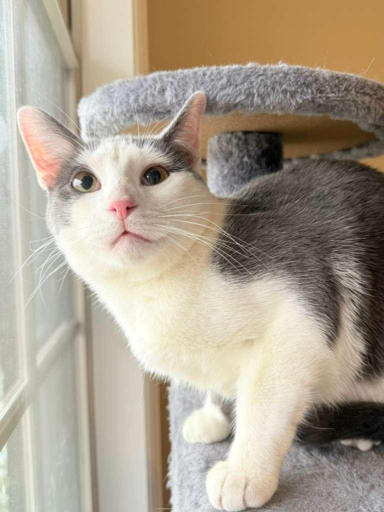 Enlarge Mr. Golly, a Adoptable Domestic Short Hair in Kenosha, WI image 1/6