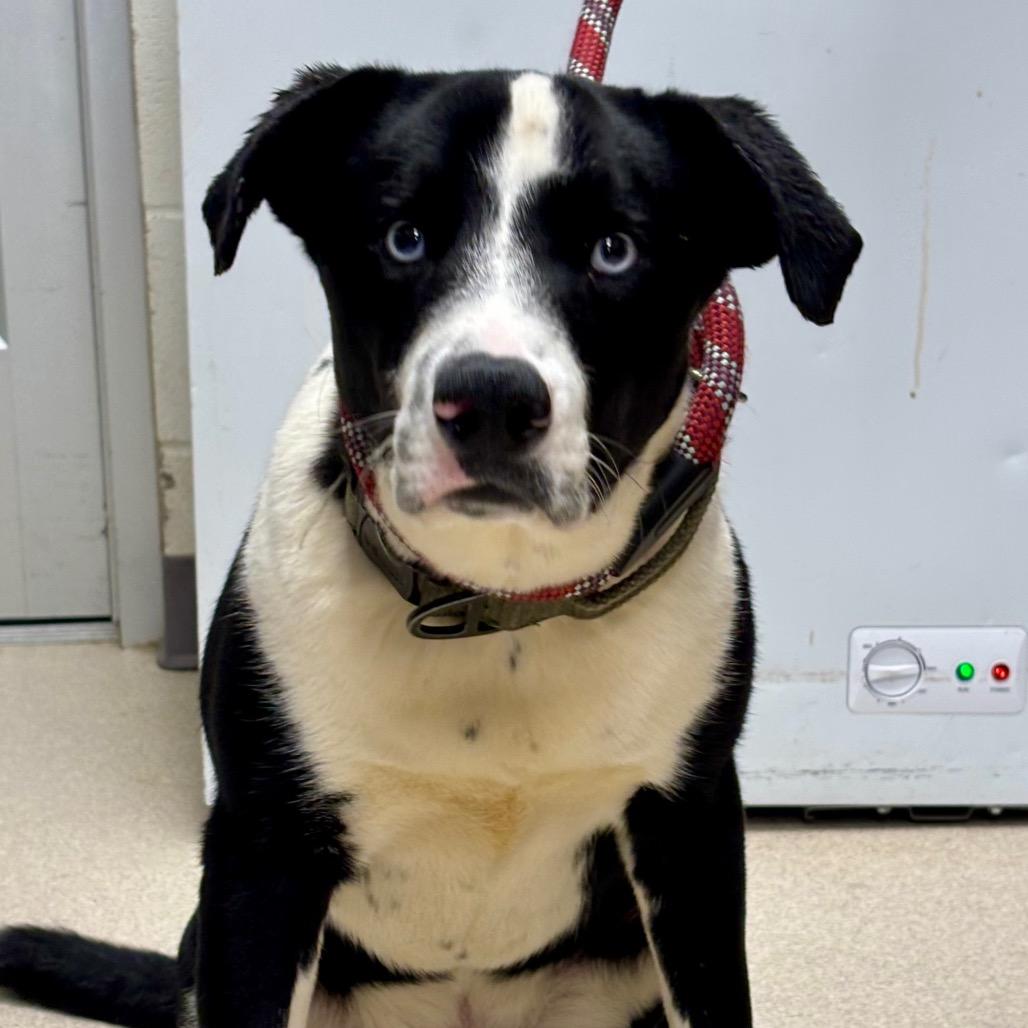 AJ, Adoptable, Young Male Husky & Dalmatian.