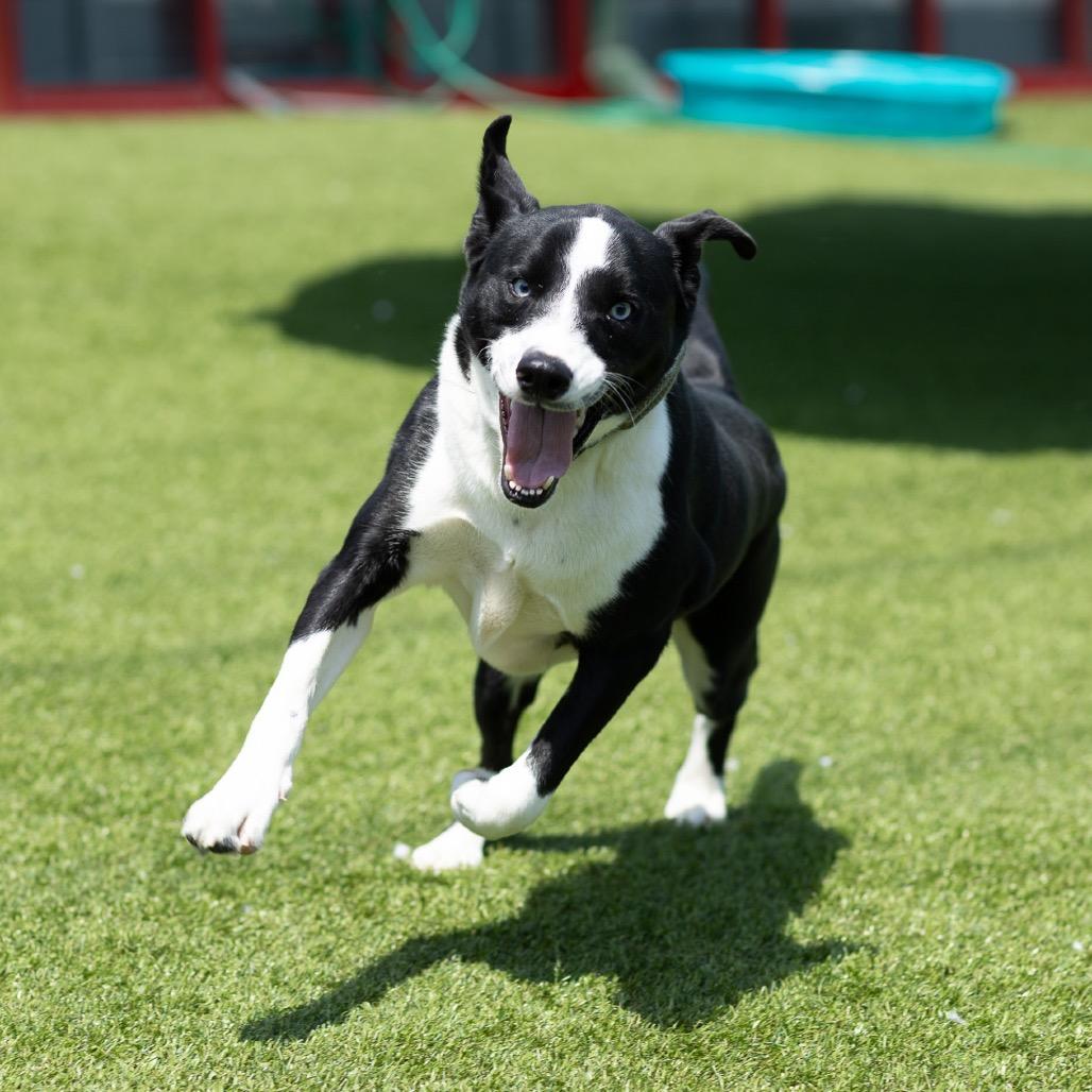 AJ, a Adoptable mixed breed in Evansville, IN image 1/6