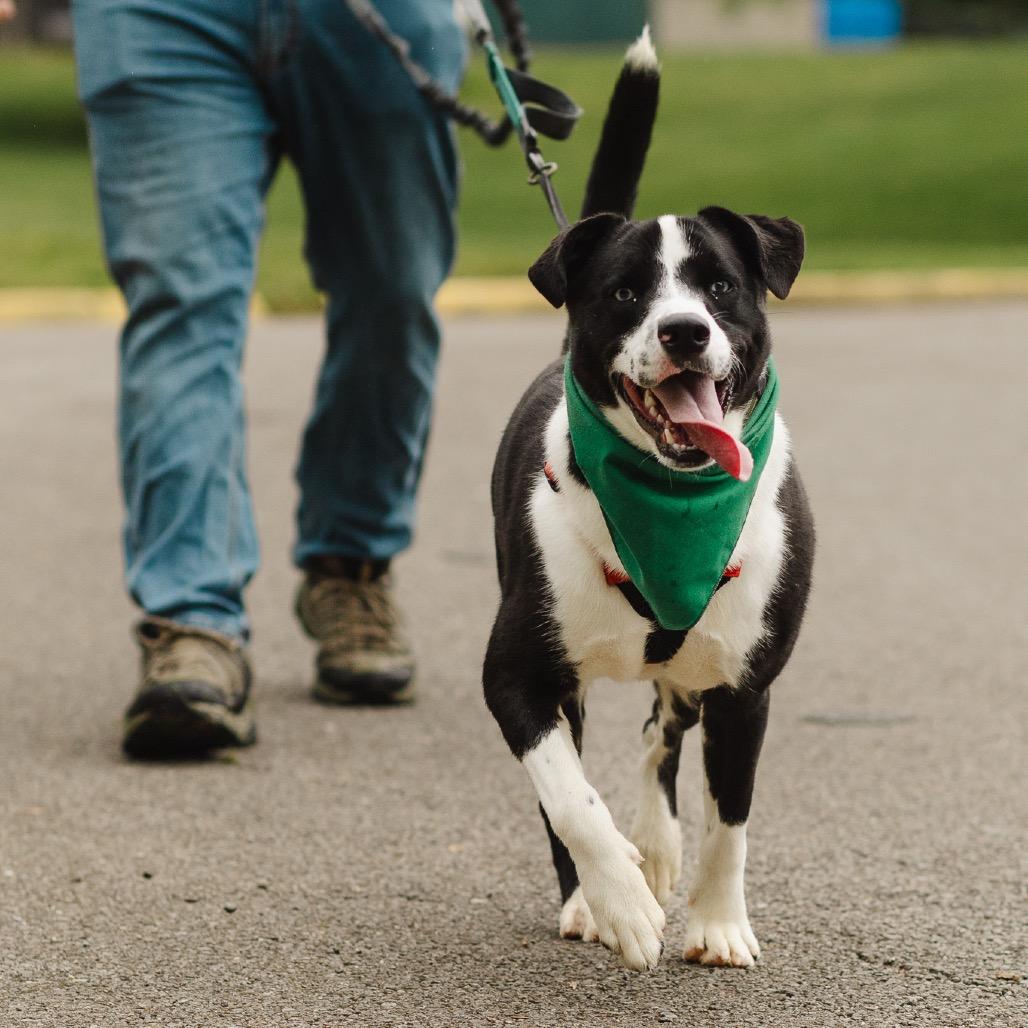 AJ, a Adoptable mixed breed in Evansville, IN image 2/6