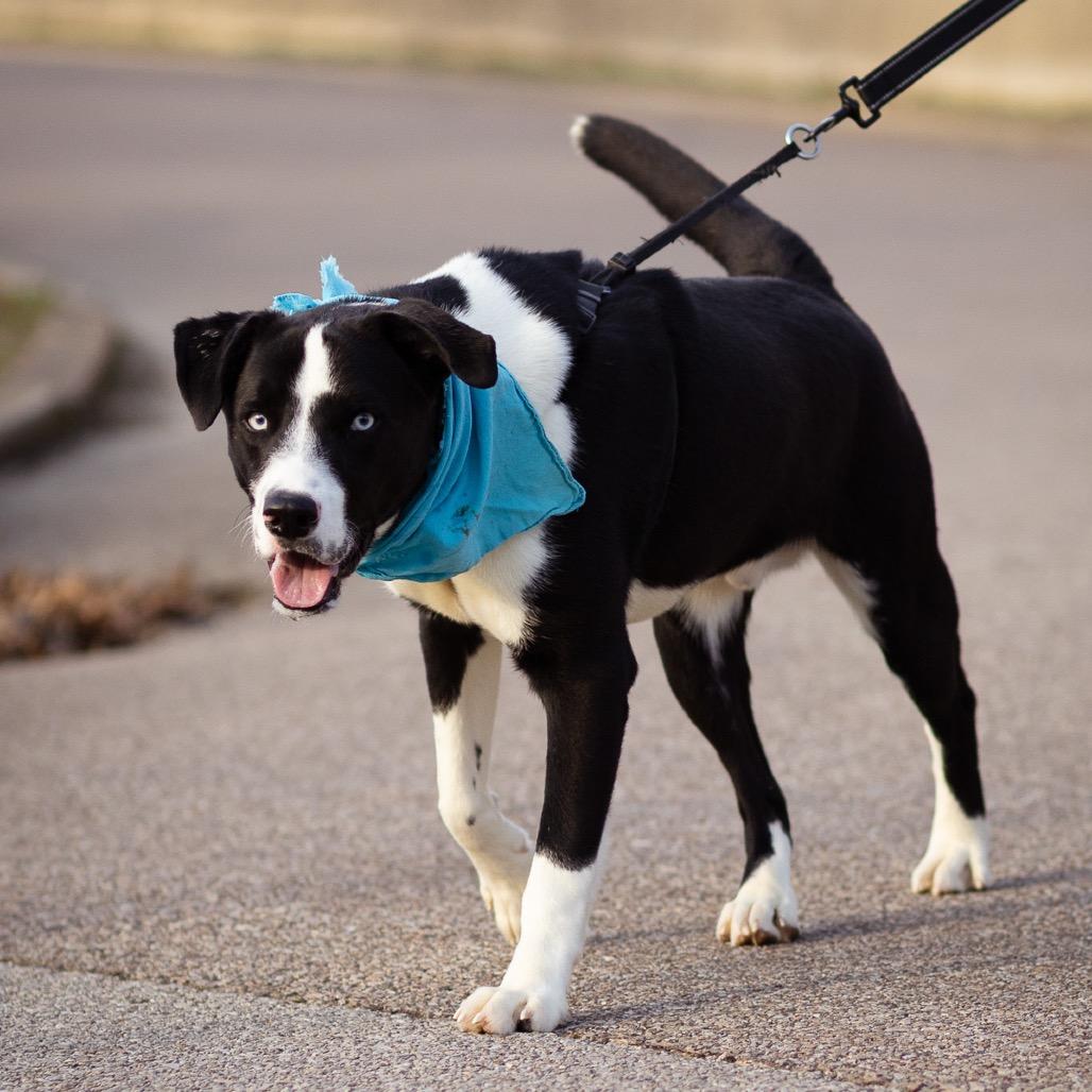 AJ, a Adoptable mixed breed in Evansville, IN image 2/4