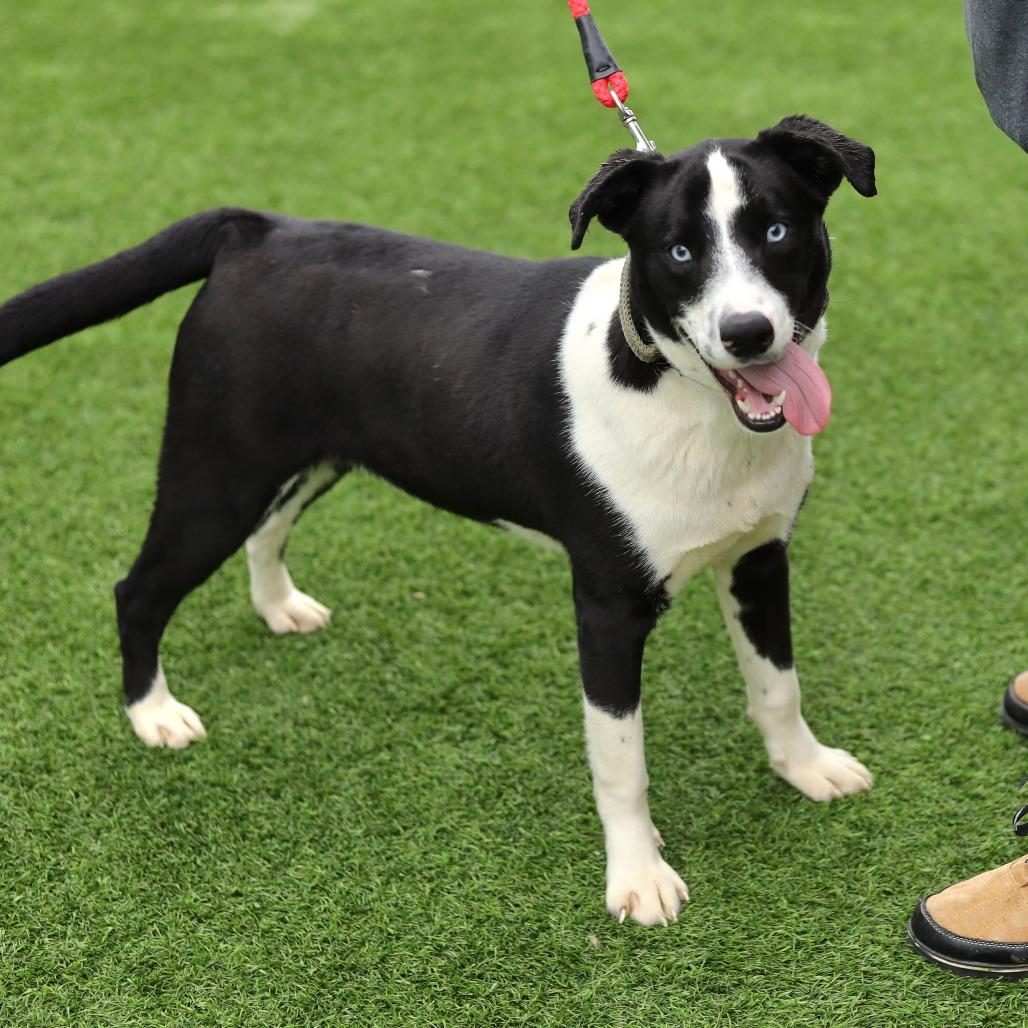 AJ, a Adoptable mixed breed in Evansville, IN image 3/4