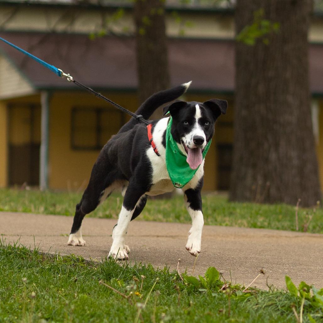 Enlarge AJ, a Adoptable mixed breed in Evansville, IN image 4/5